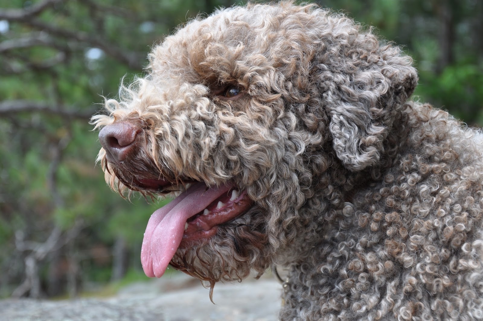 Lagotto Romagnolo