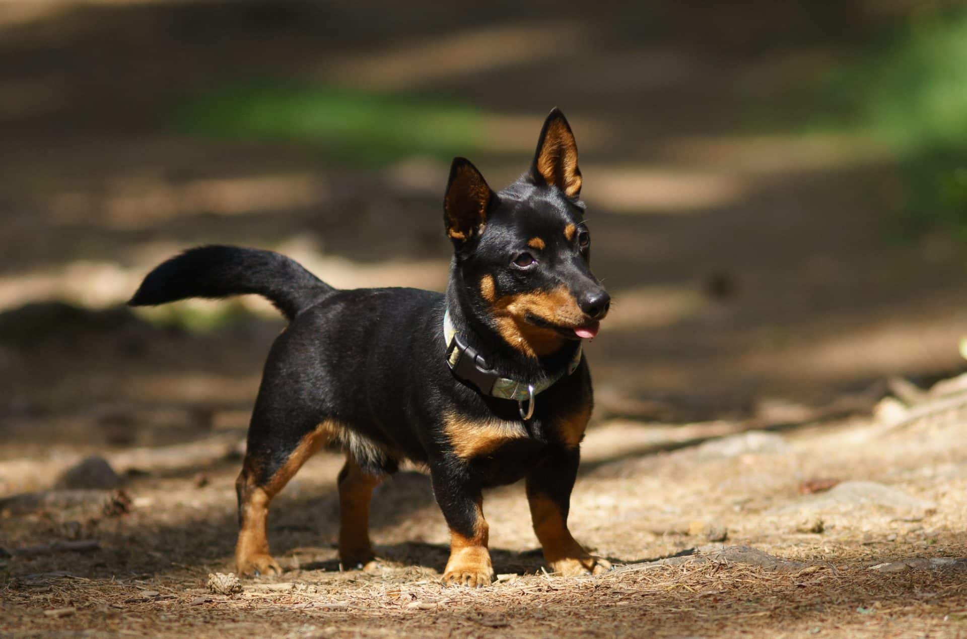Lancashire Heeler hondenras