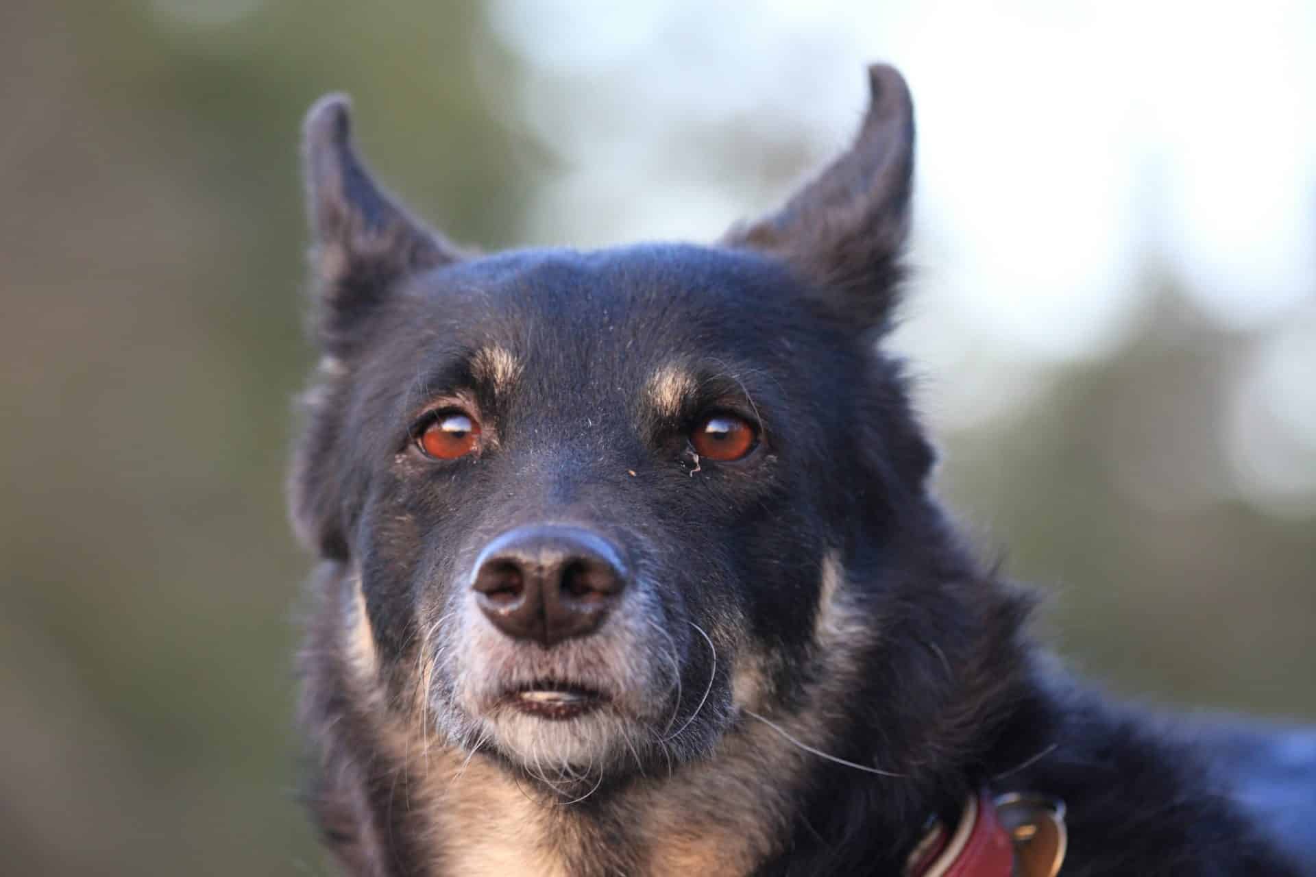 Lapinporokoira hondenras