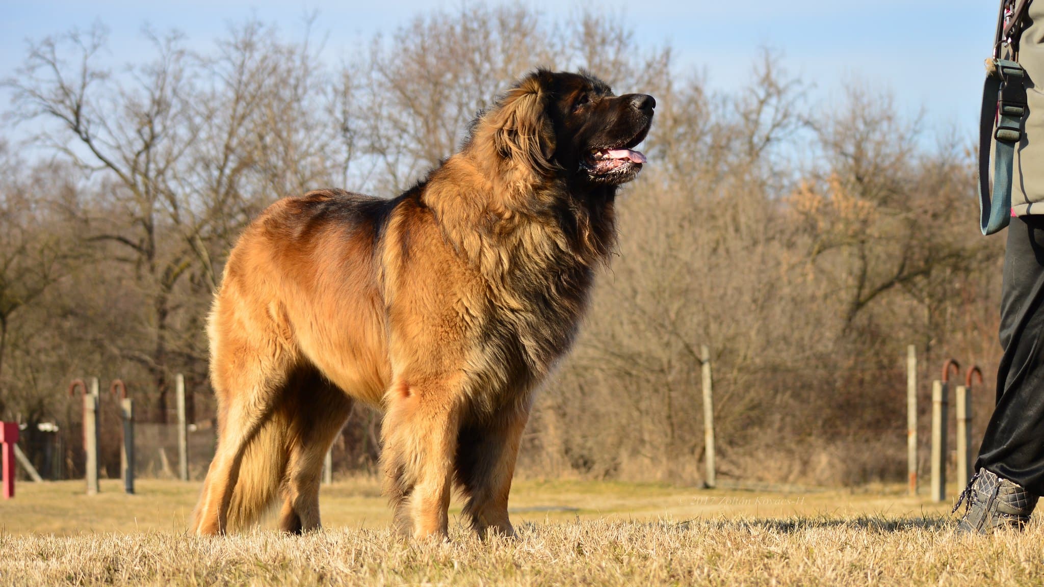 Leonberger