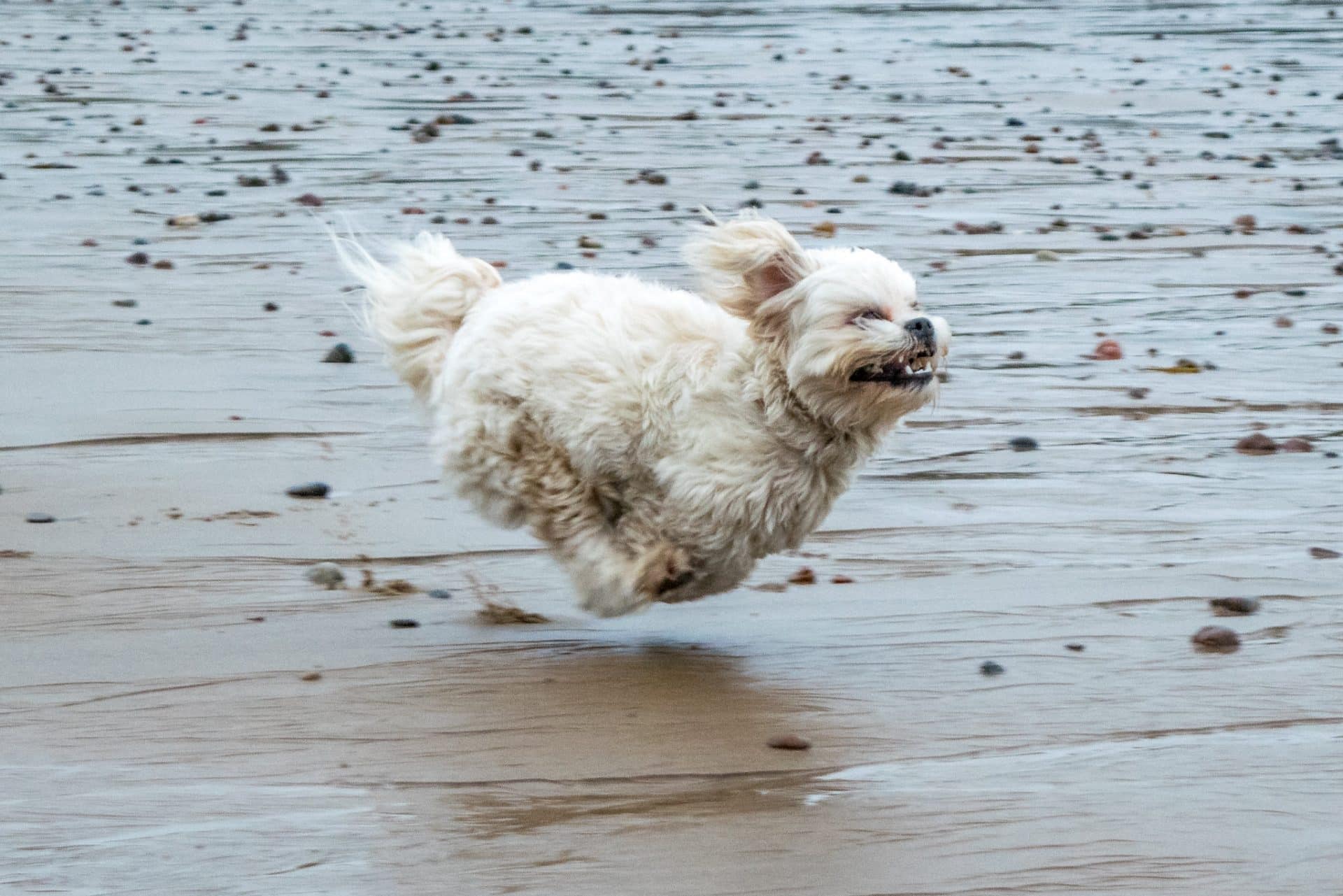 Lhasa Apso hondenras