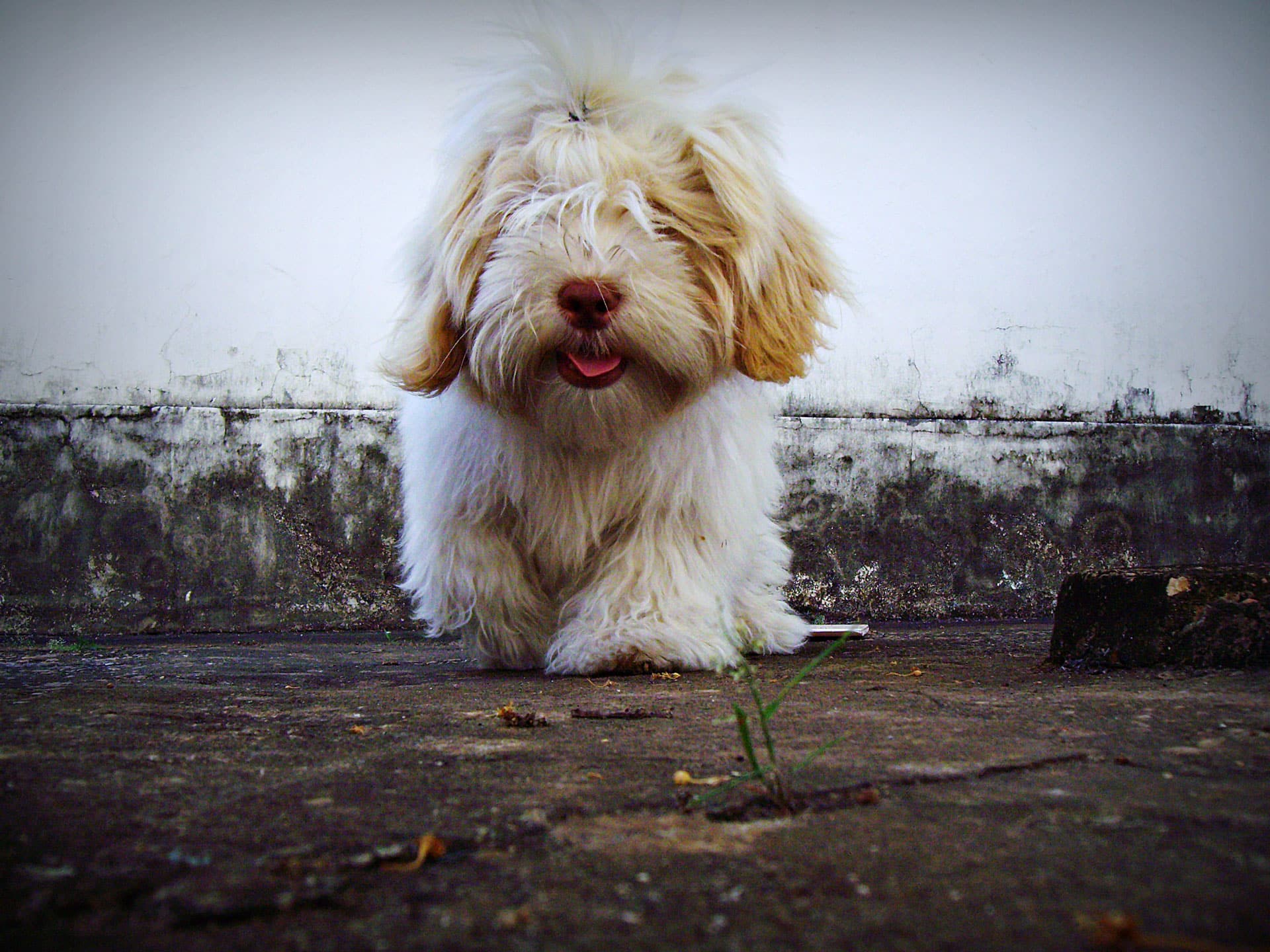 Lhasa Apso