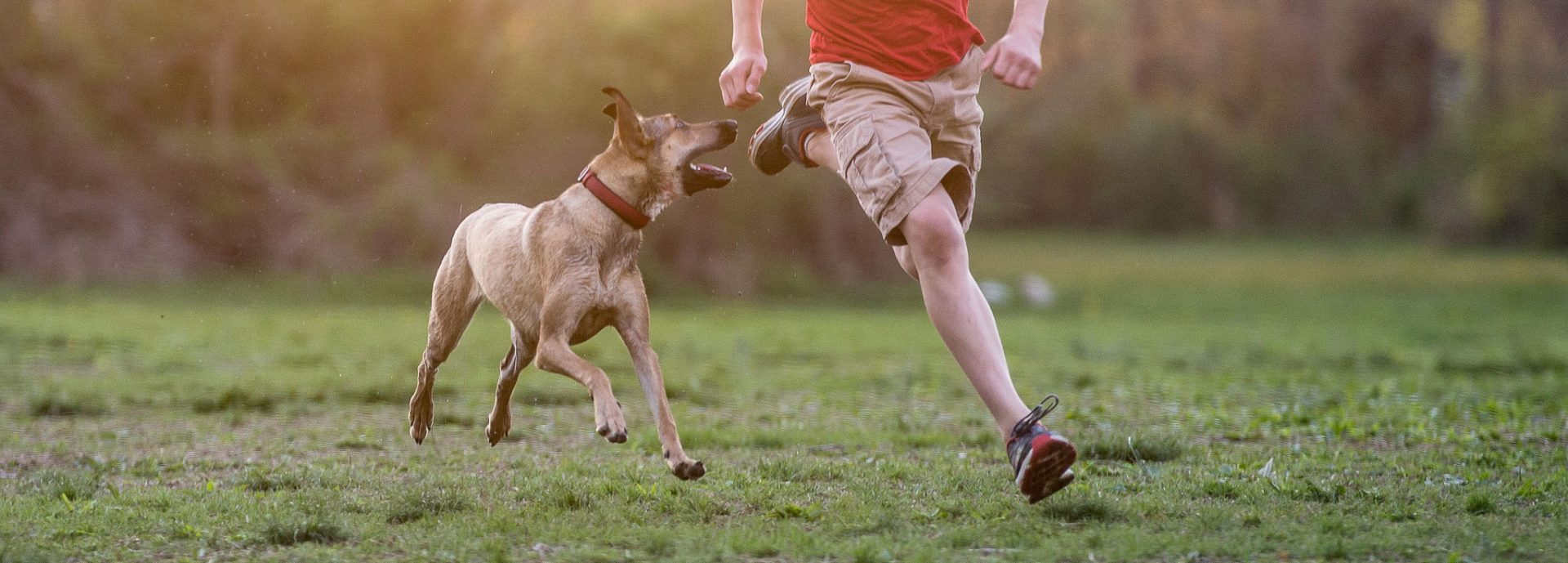 Manchester Terrier hondenras