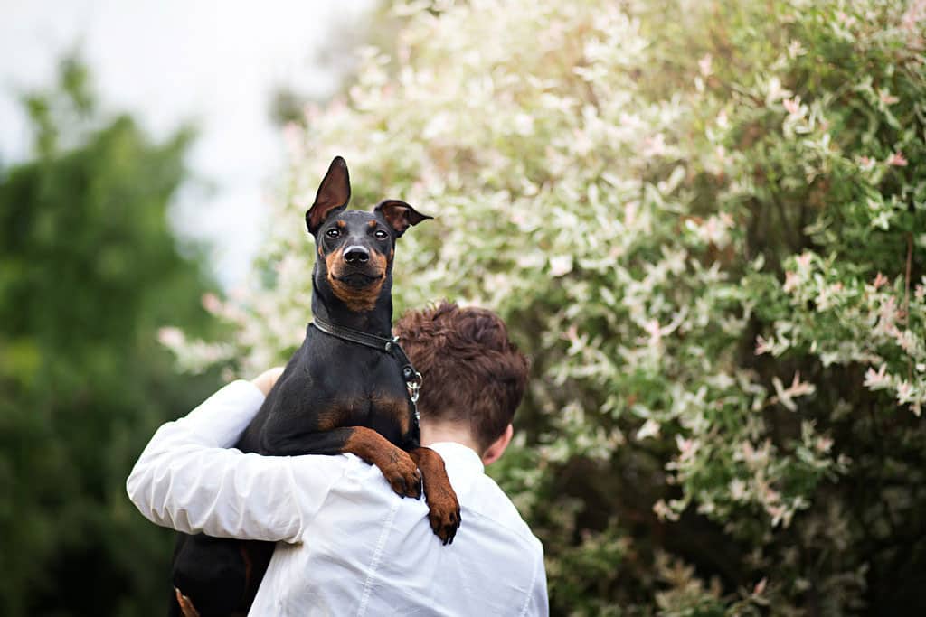 Manchester Terrier