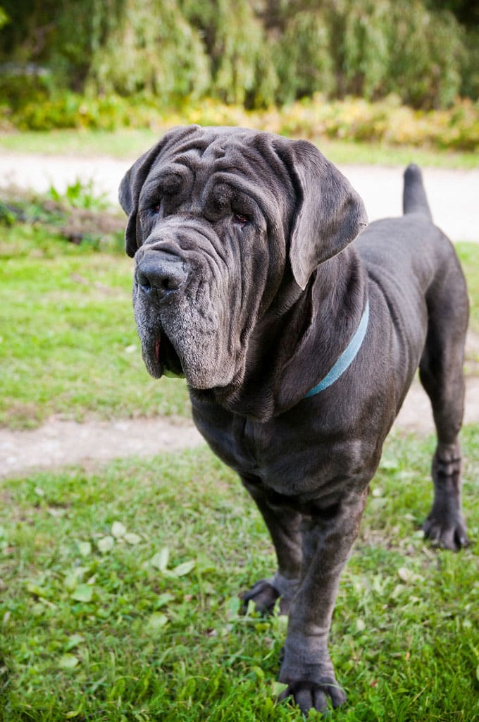 Napolitaanse Mastiff