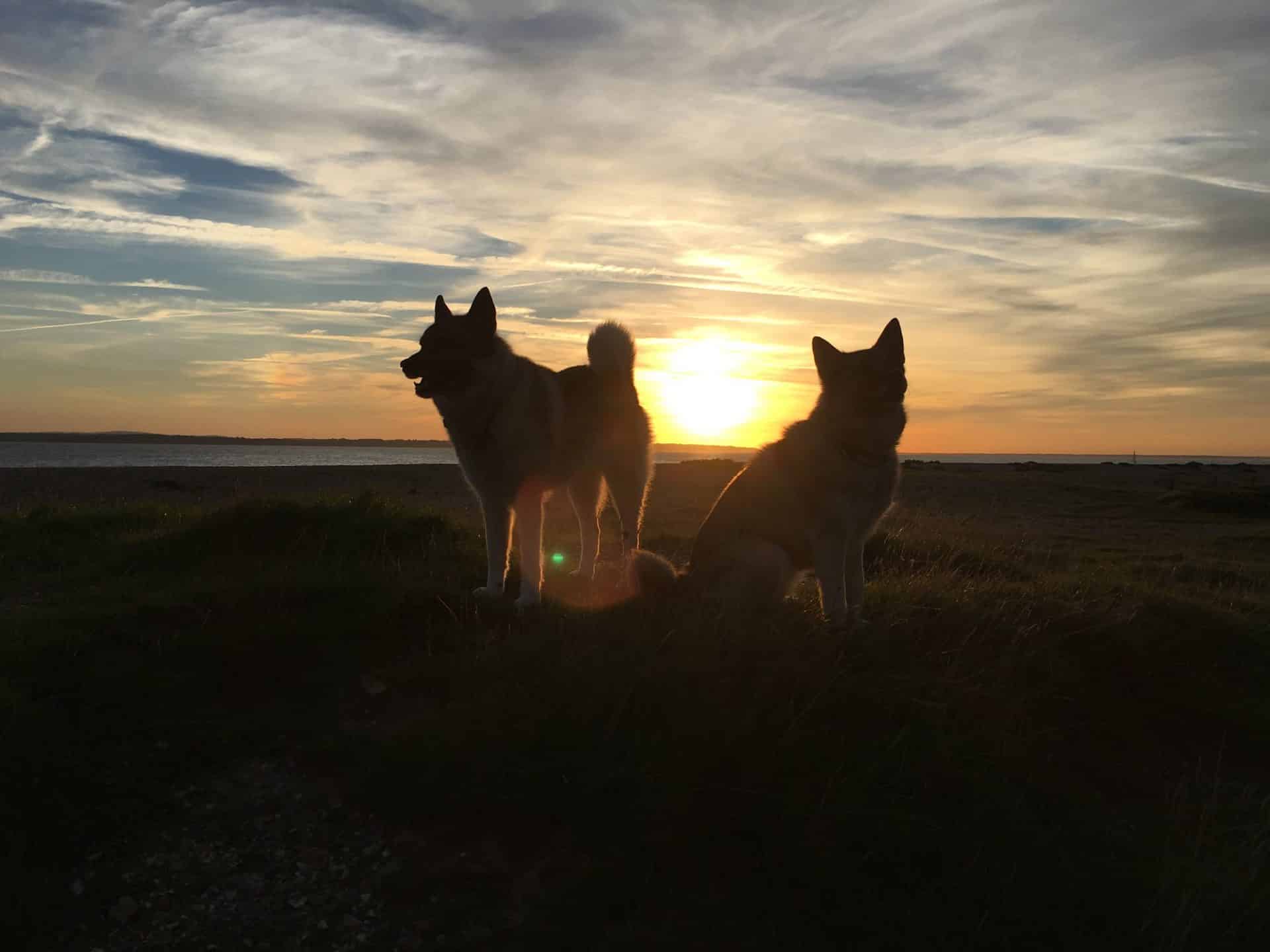 Noorse Elandhond