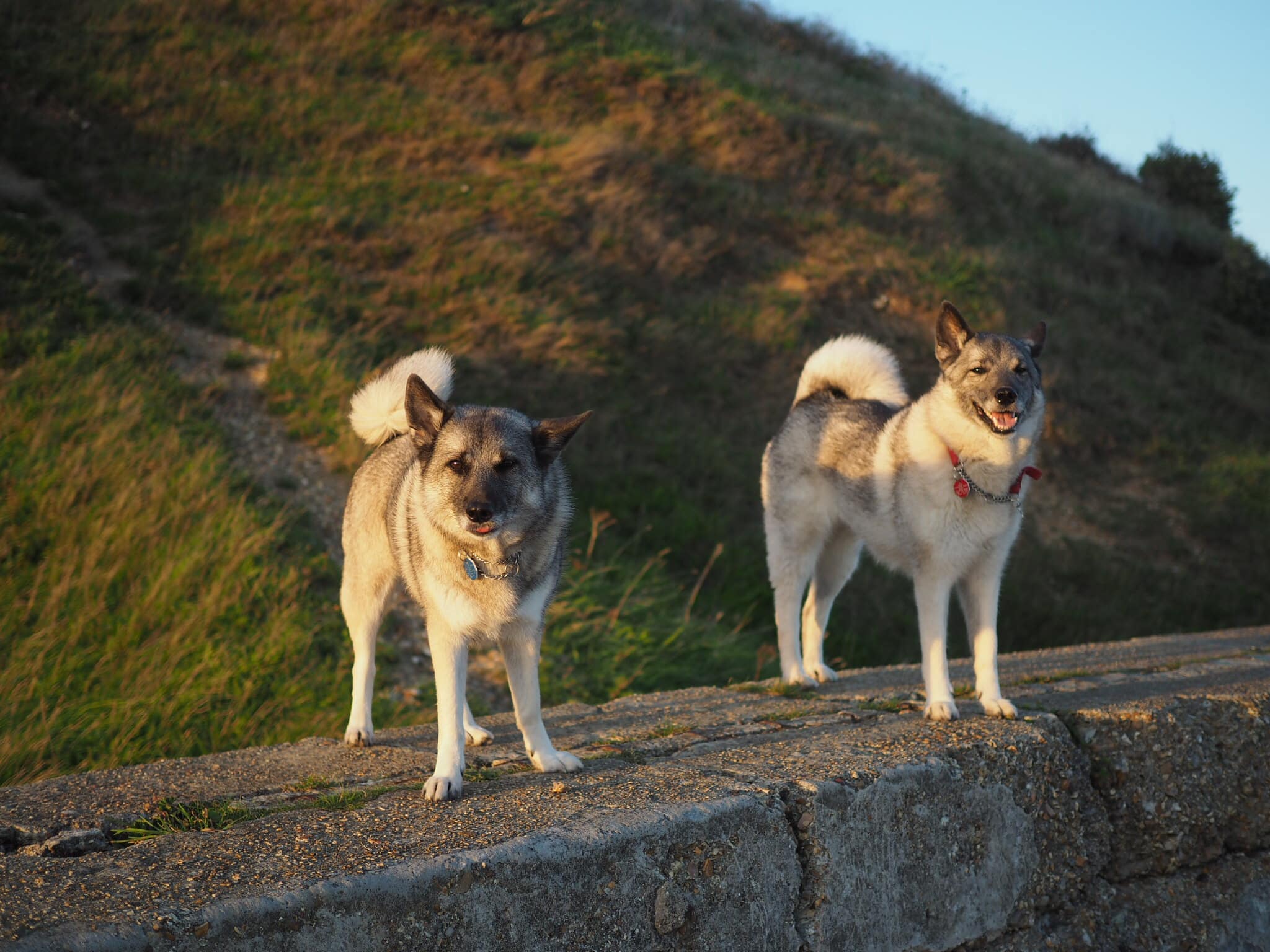 Noorse Elandhond hondenras