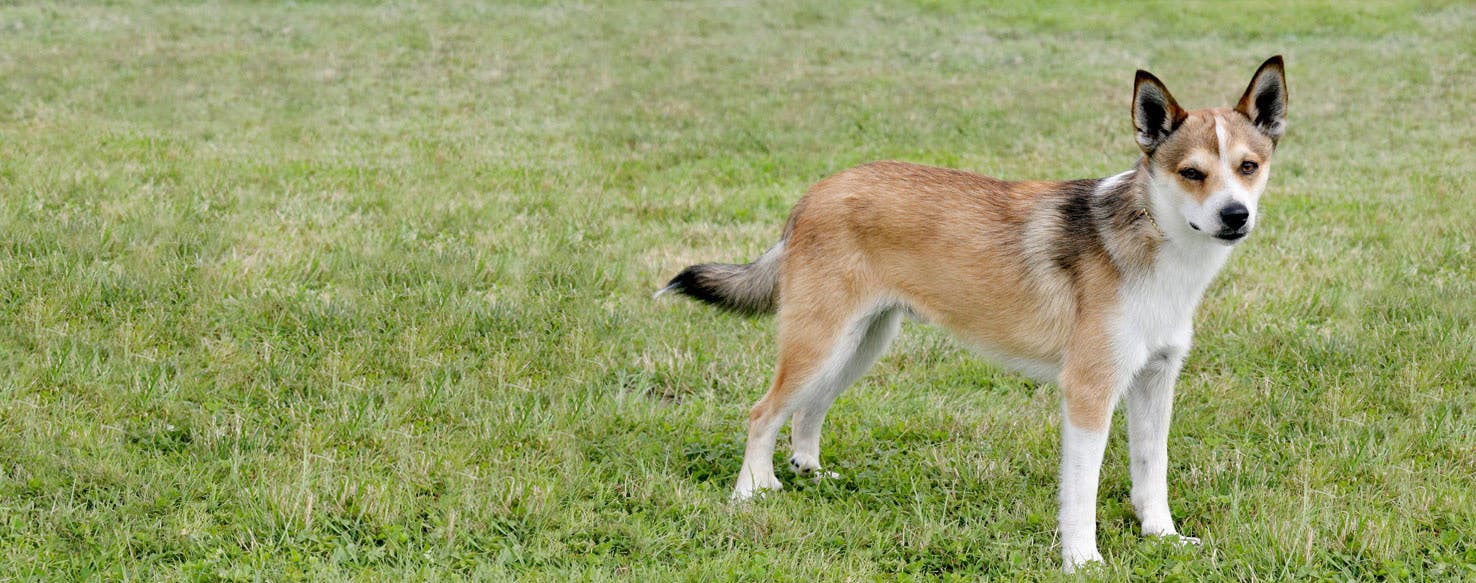 Noorse Lundehund hondenras