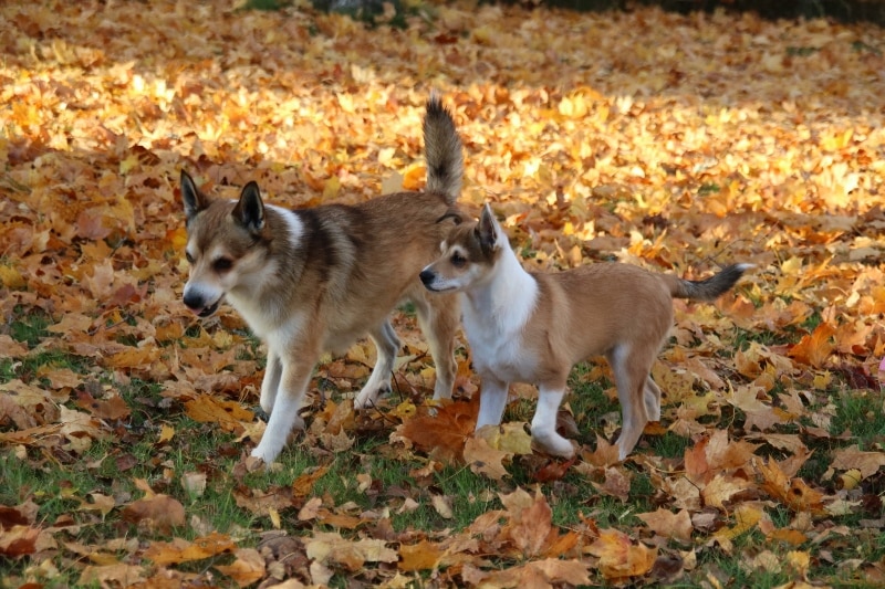 Noorse Lundehund