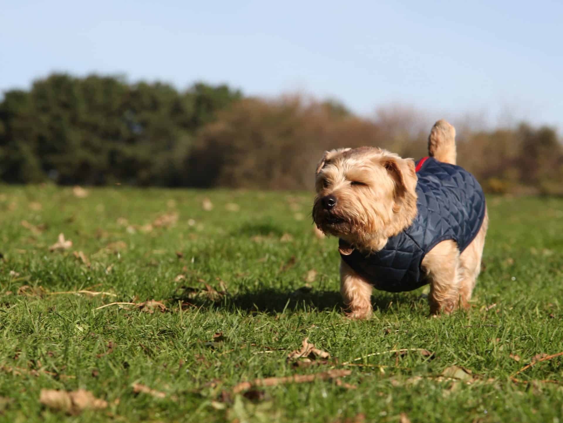 Norfolk Terrier hondenras