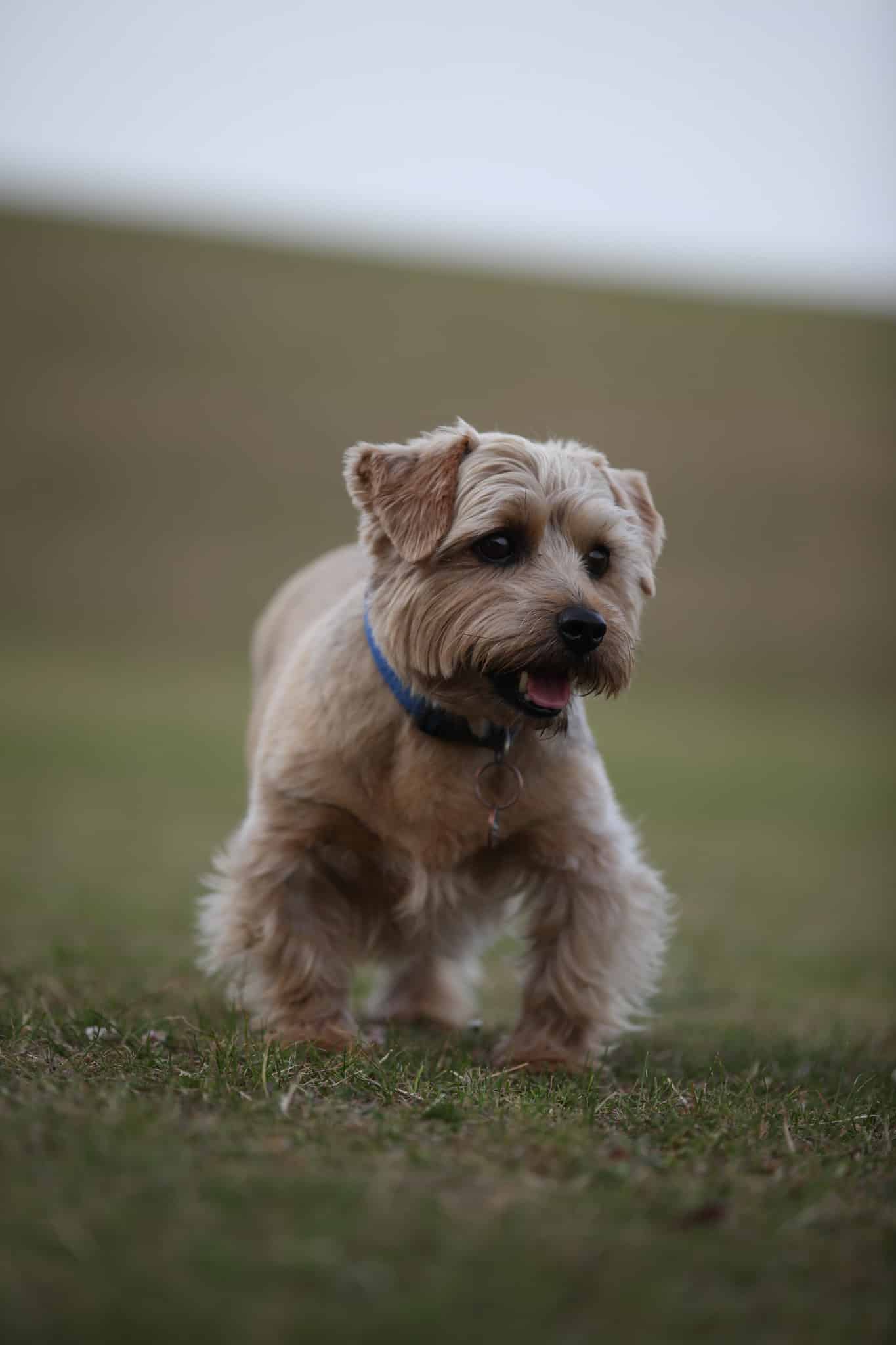 Norfolk Terrier