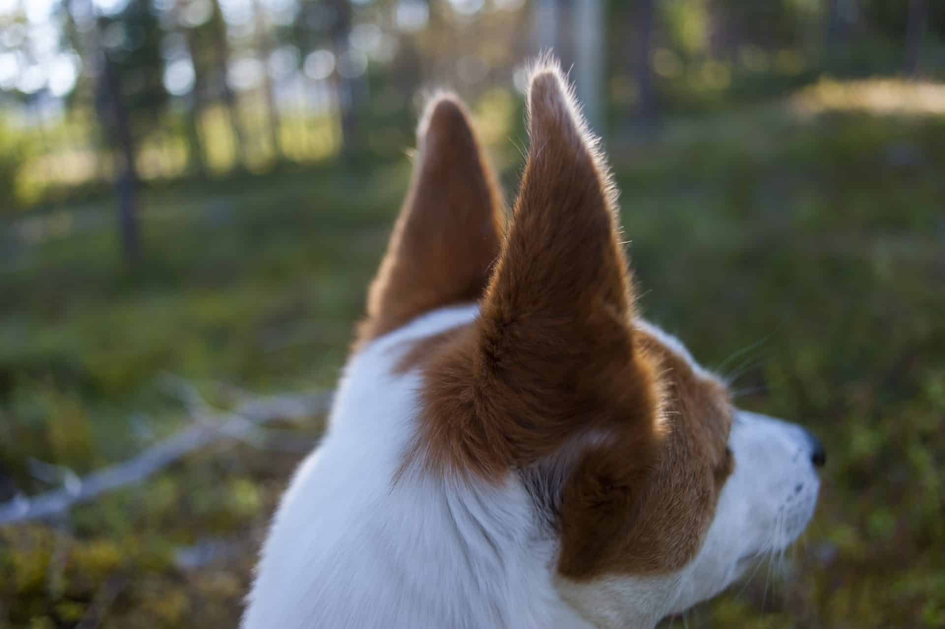 Norrbottenspets hondenras