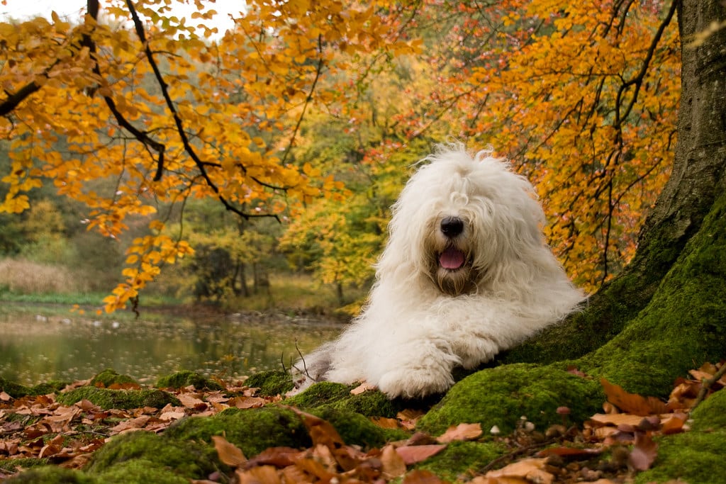 Old English Sheepdog hond