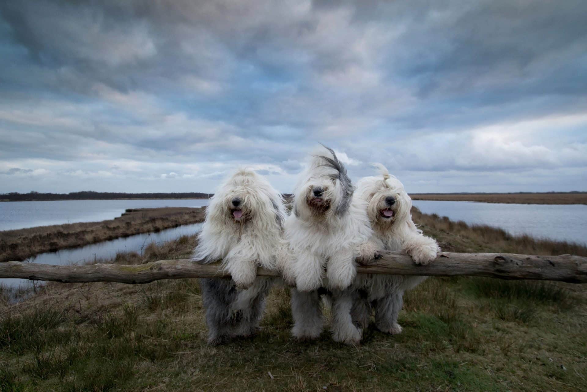 Old English Sheepdog hondenras