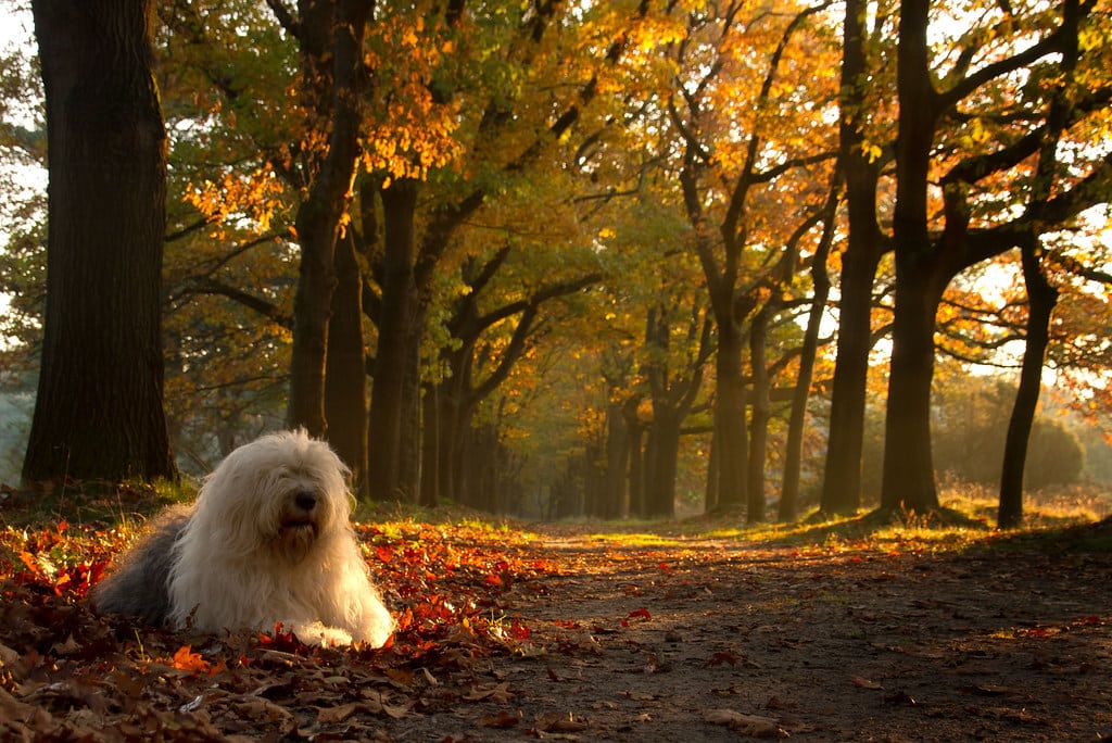 Old English Sheepdog