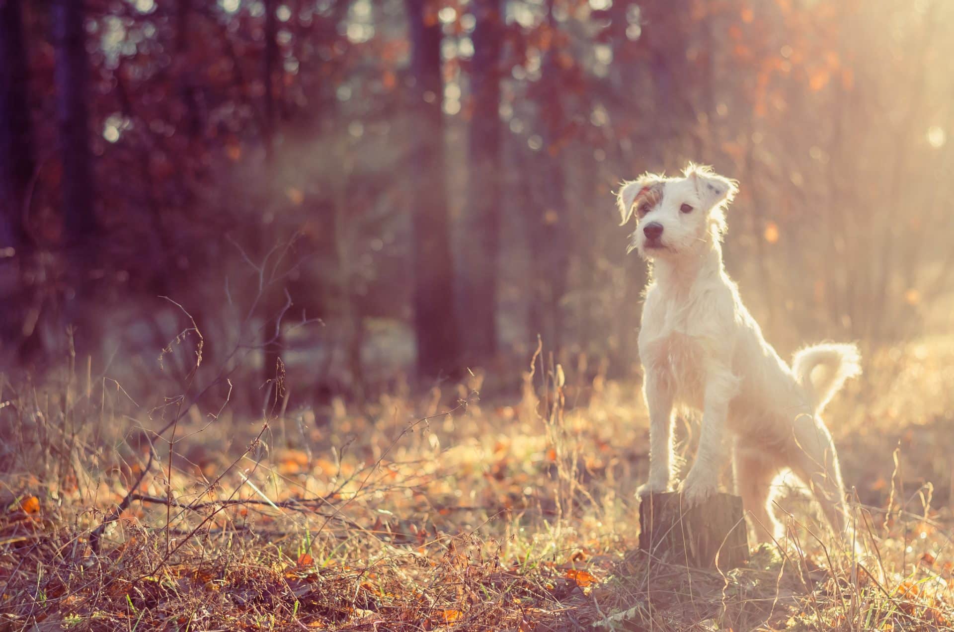 Parson Russell Terrier hondenras