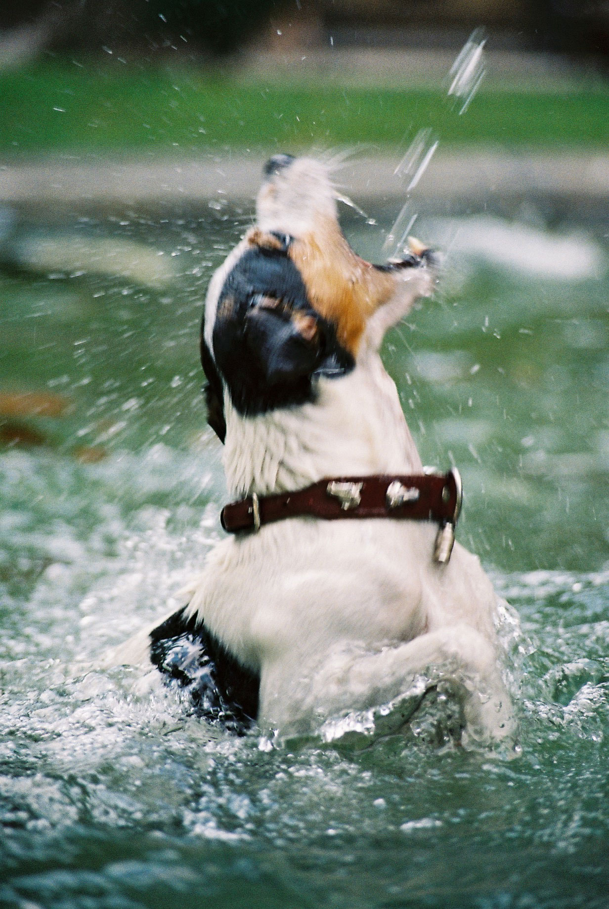 Parson Russell Terrier