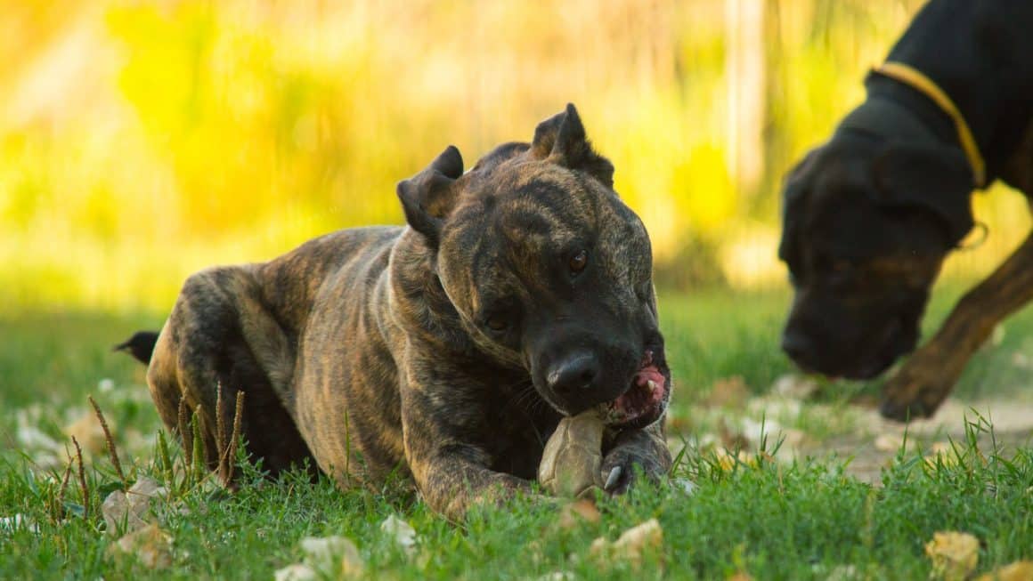 Perro de Presa Canario Hondenrassen Wijzer ️