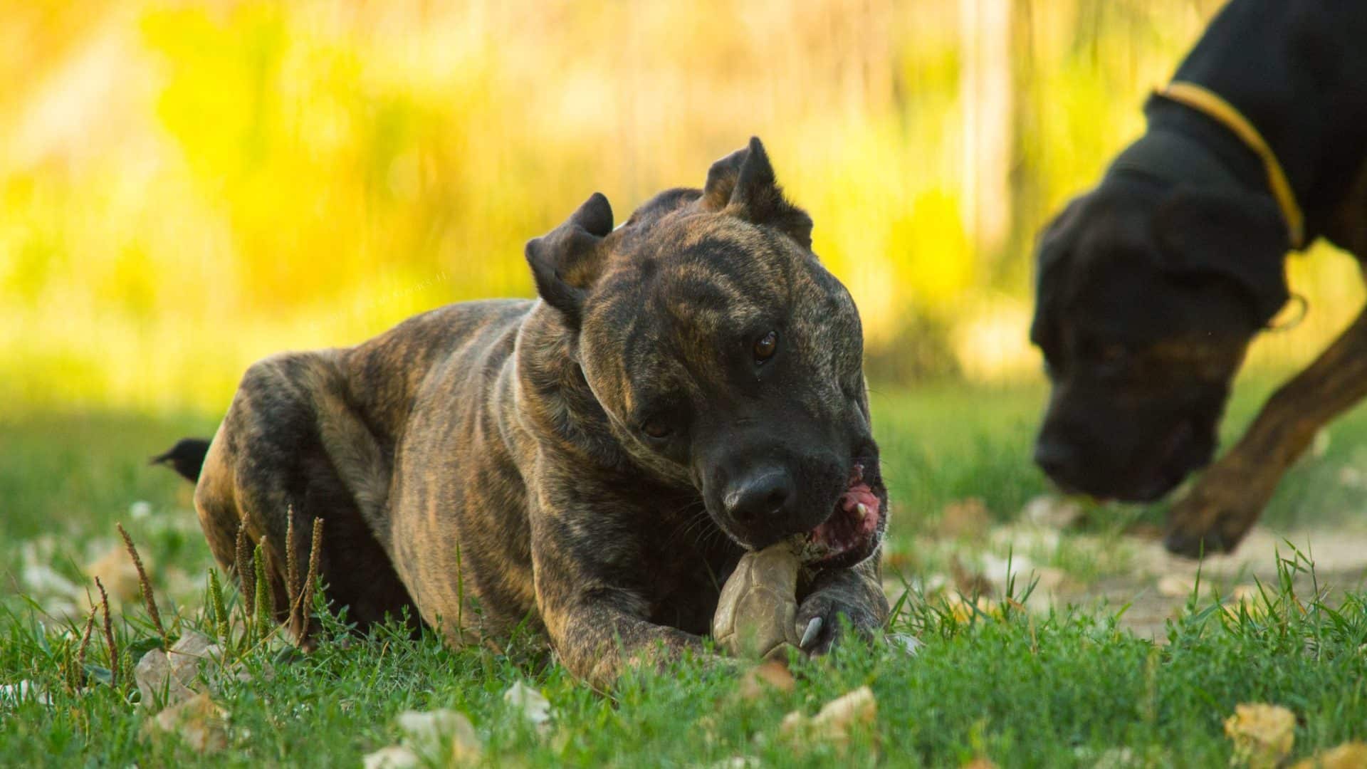 Perro de Presa Canario hondenras