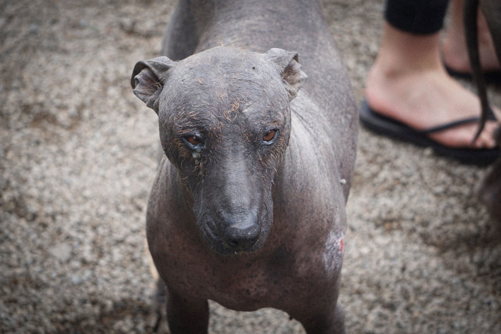 Peruaanse Naakthond hondenras