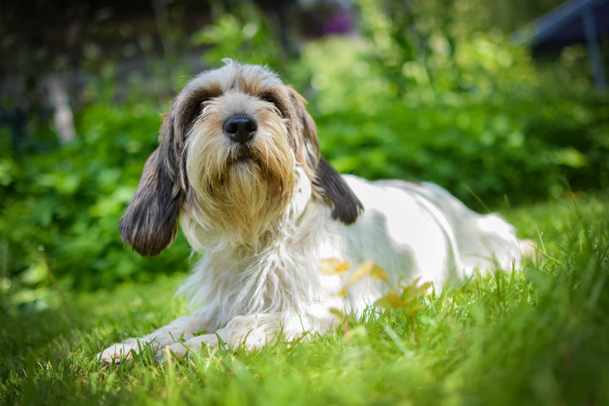Petit Basset Griffon Vendéen - Hondenrassen Wijzer ️