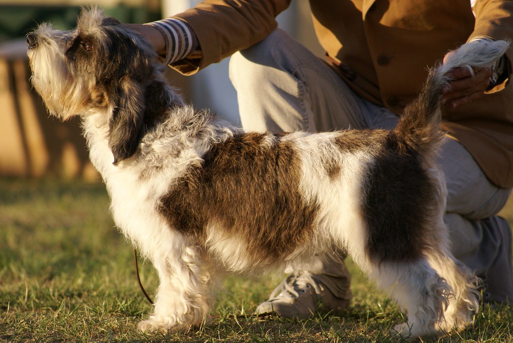 Petit Basset Griffon Vendéen