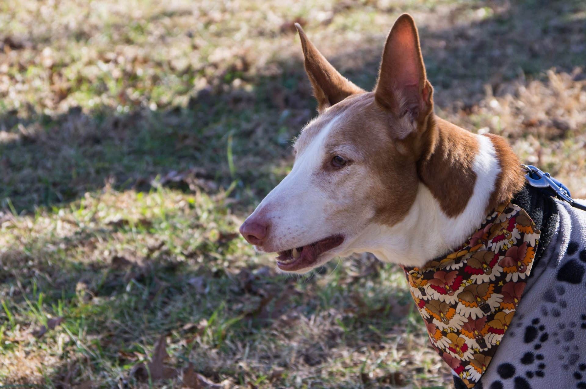Podenco Ibicenco hondenras