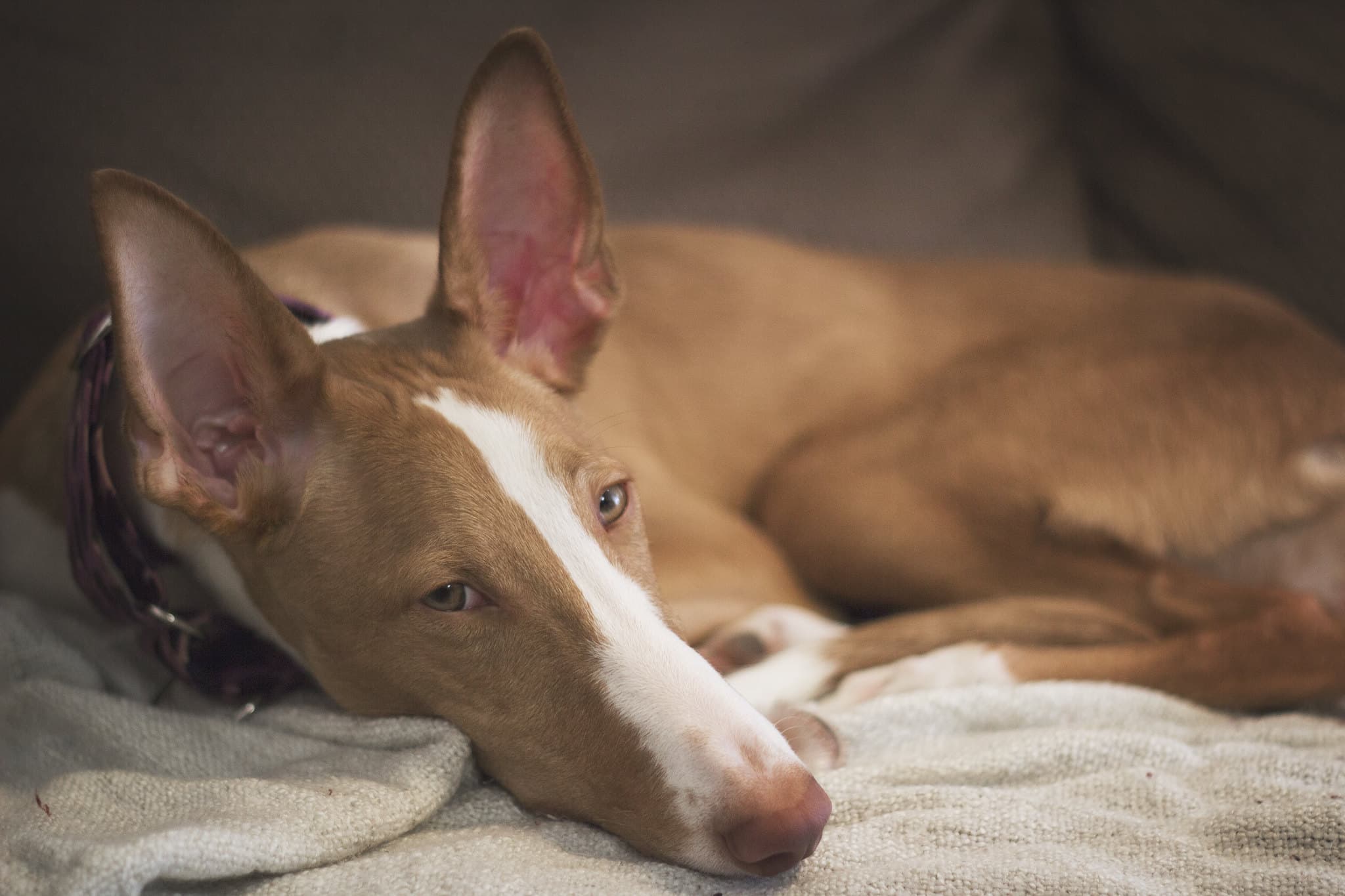 Podenco Ibicenco