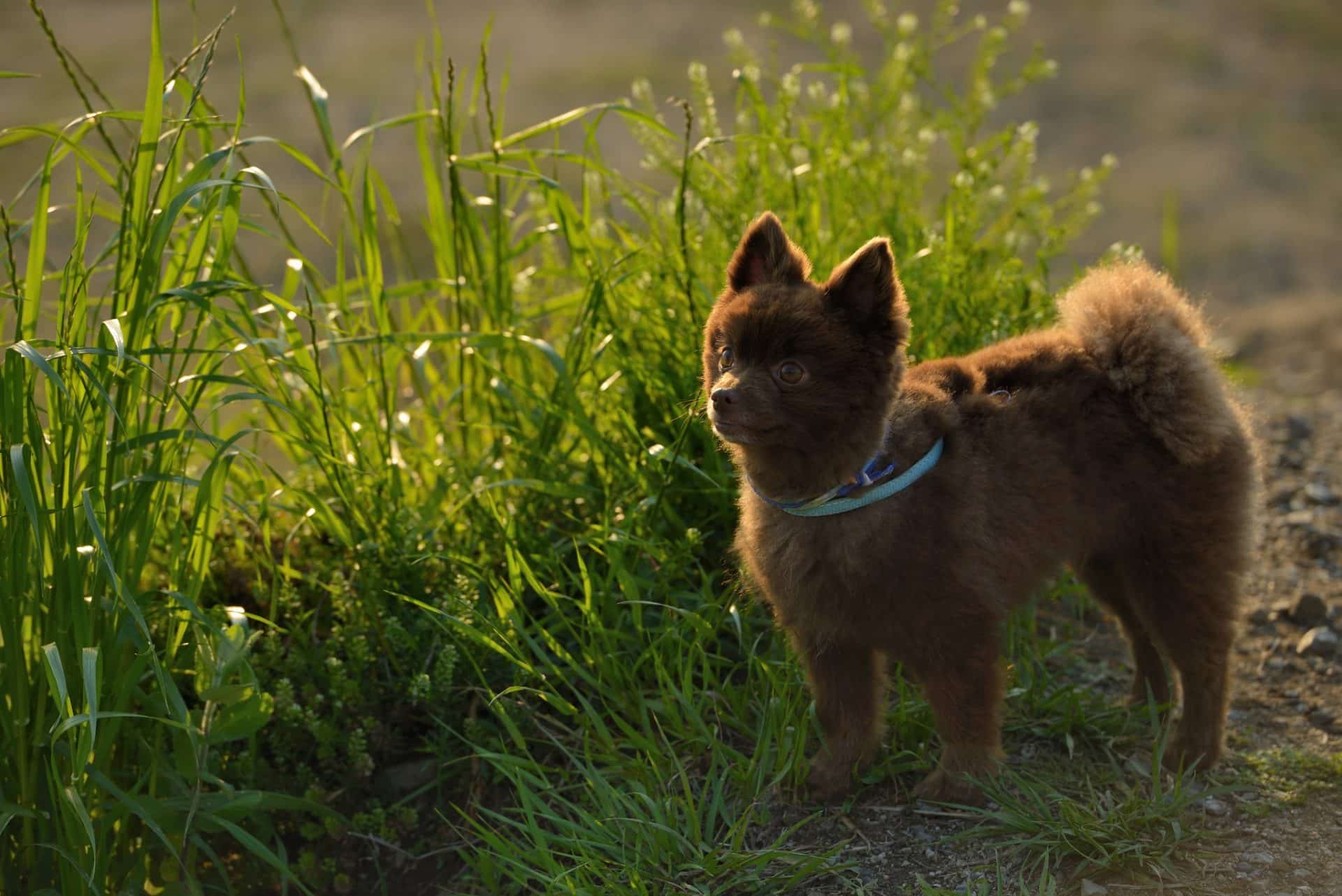 Pomeranian hondenras