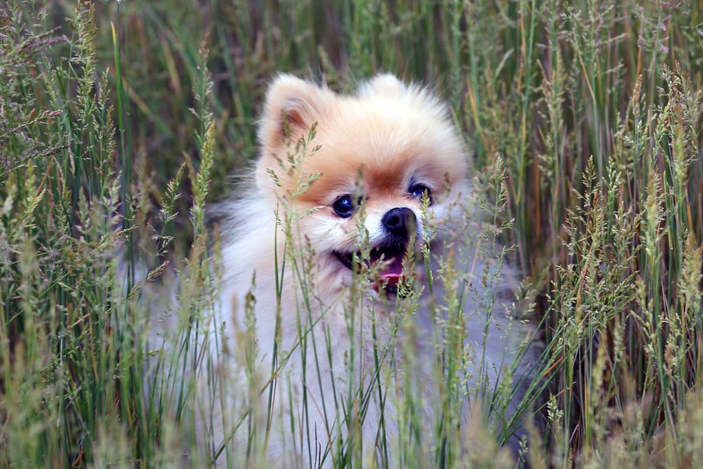 Pomeranian