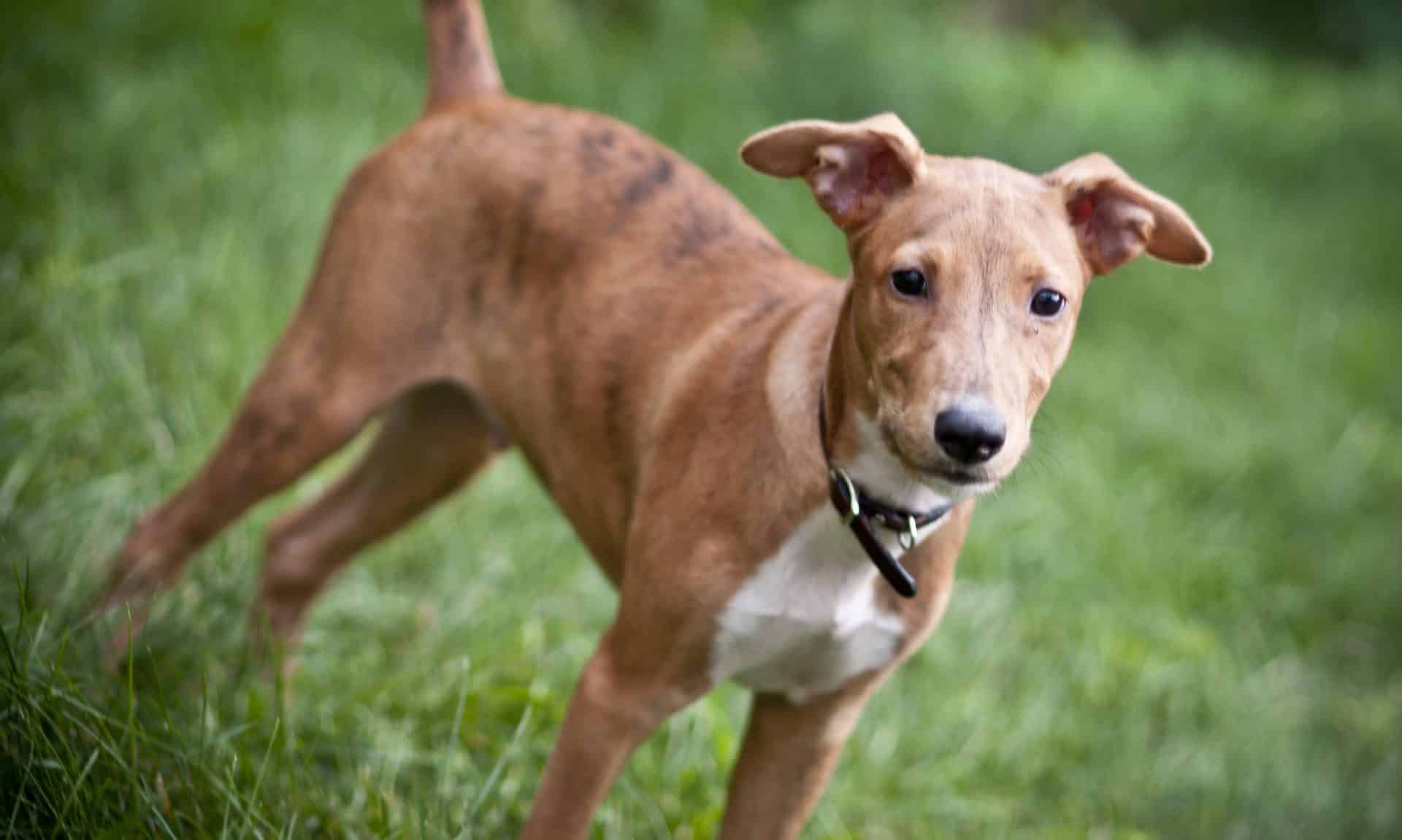 Portugese Podengo hondenras