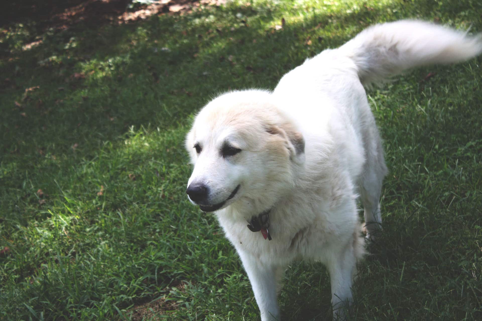 Pyreneese Berghond