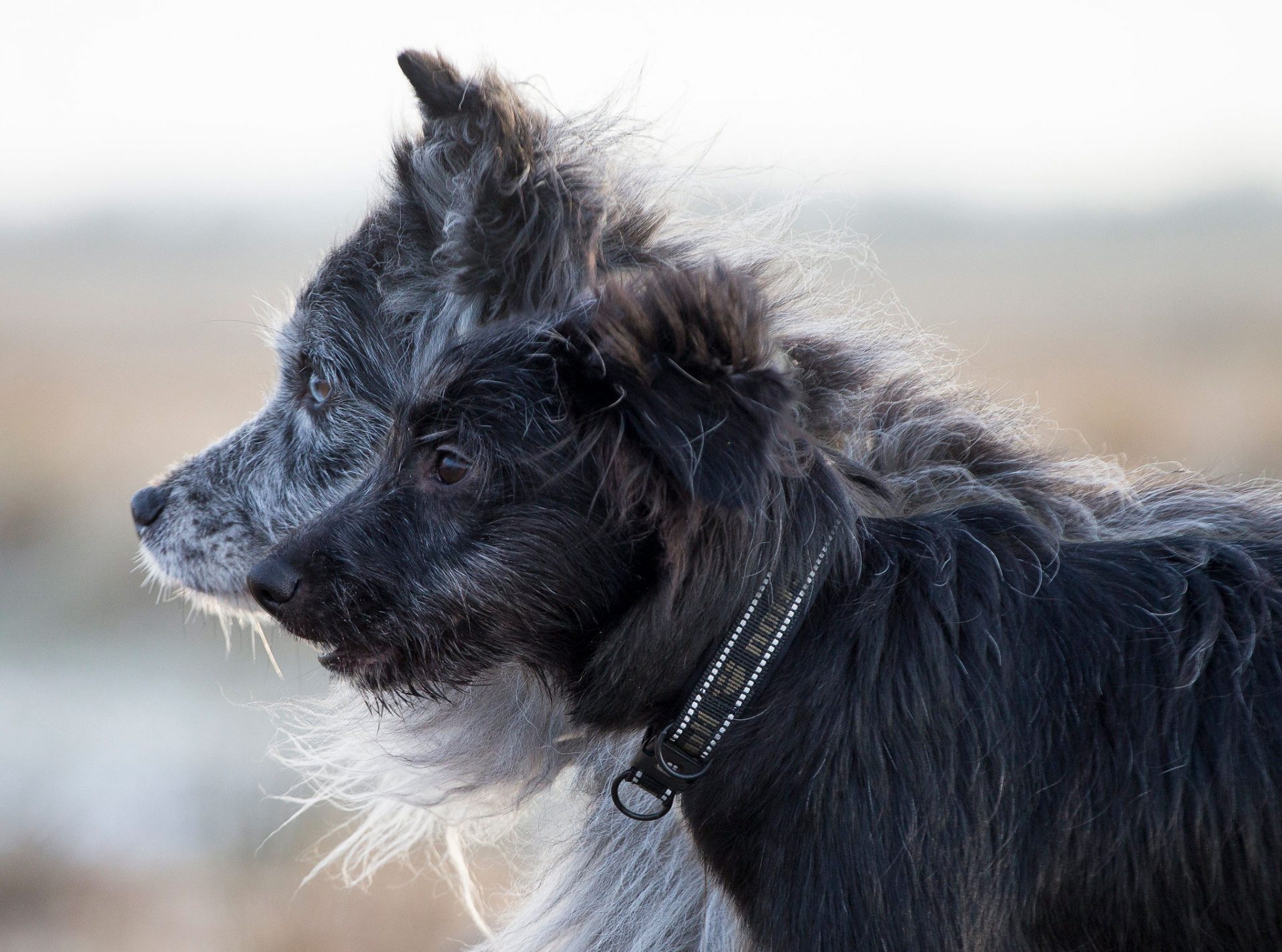 Pyrenese Herdershond ras