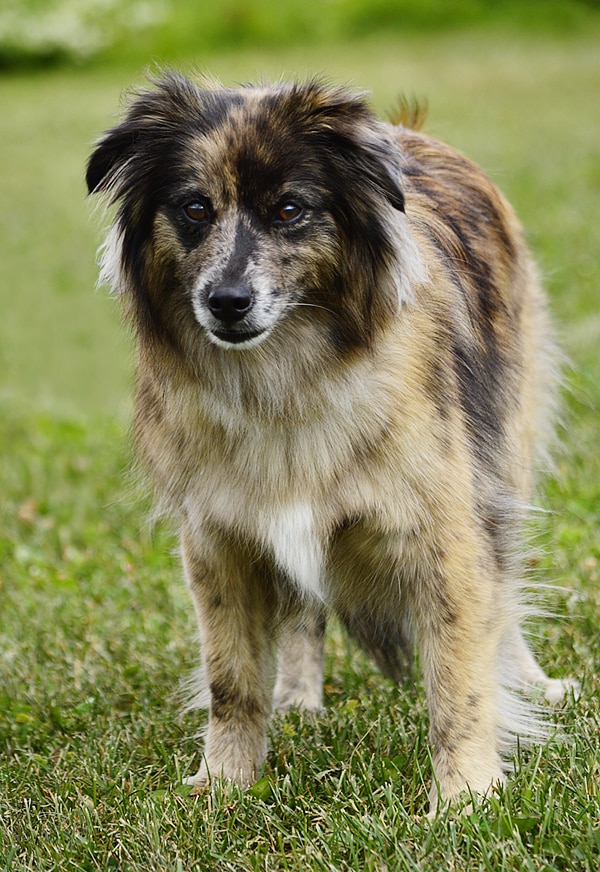 Pyrenese Herdershond