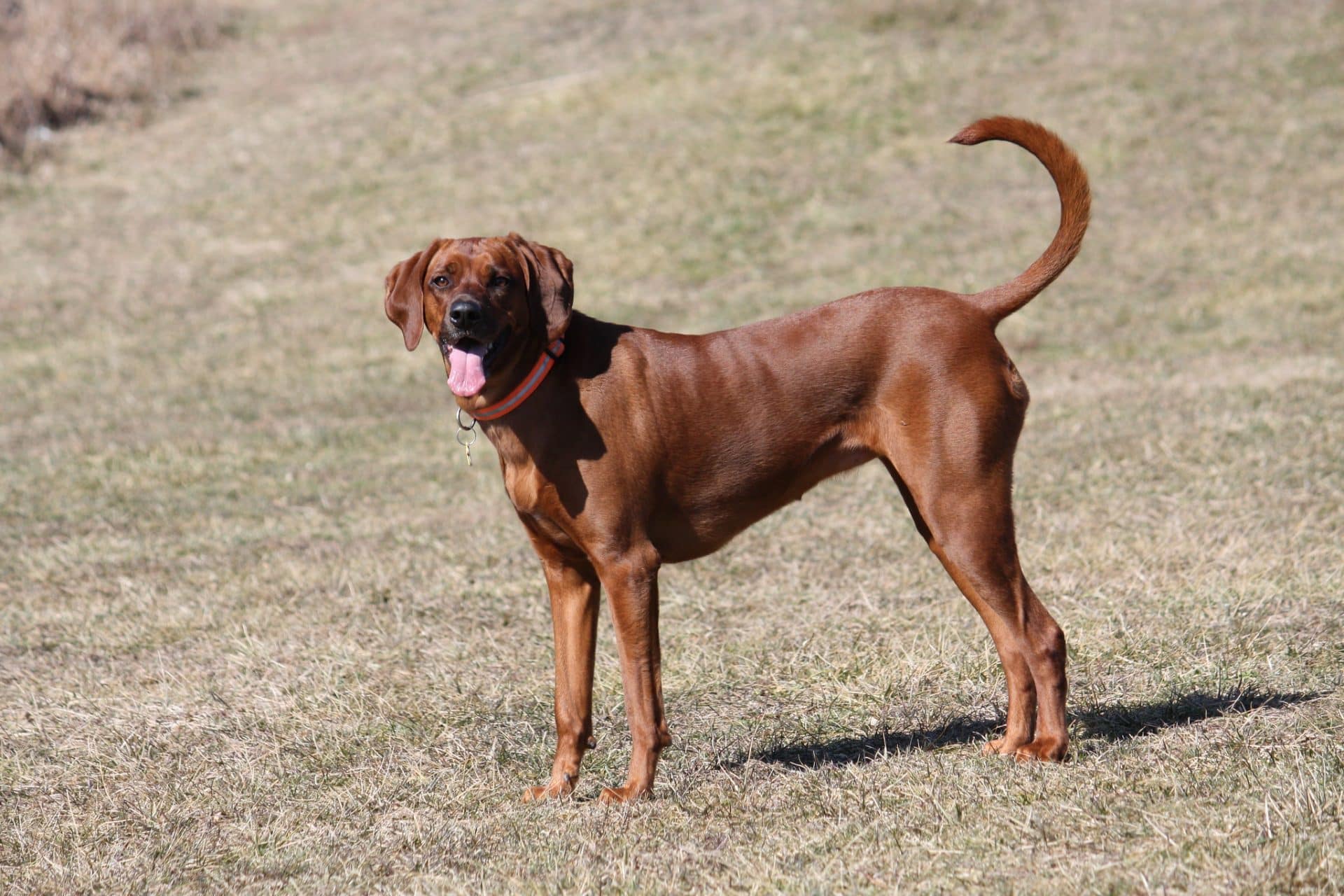Redbone Coonhound hondenras