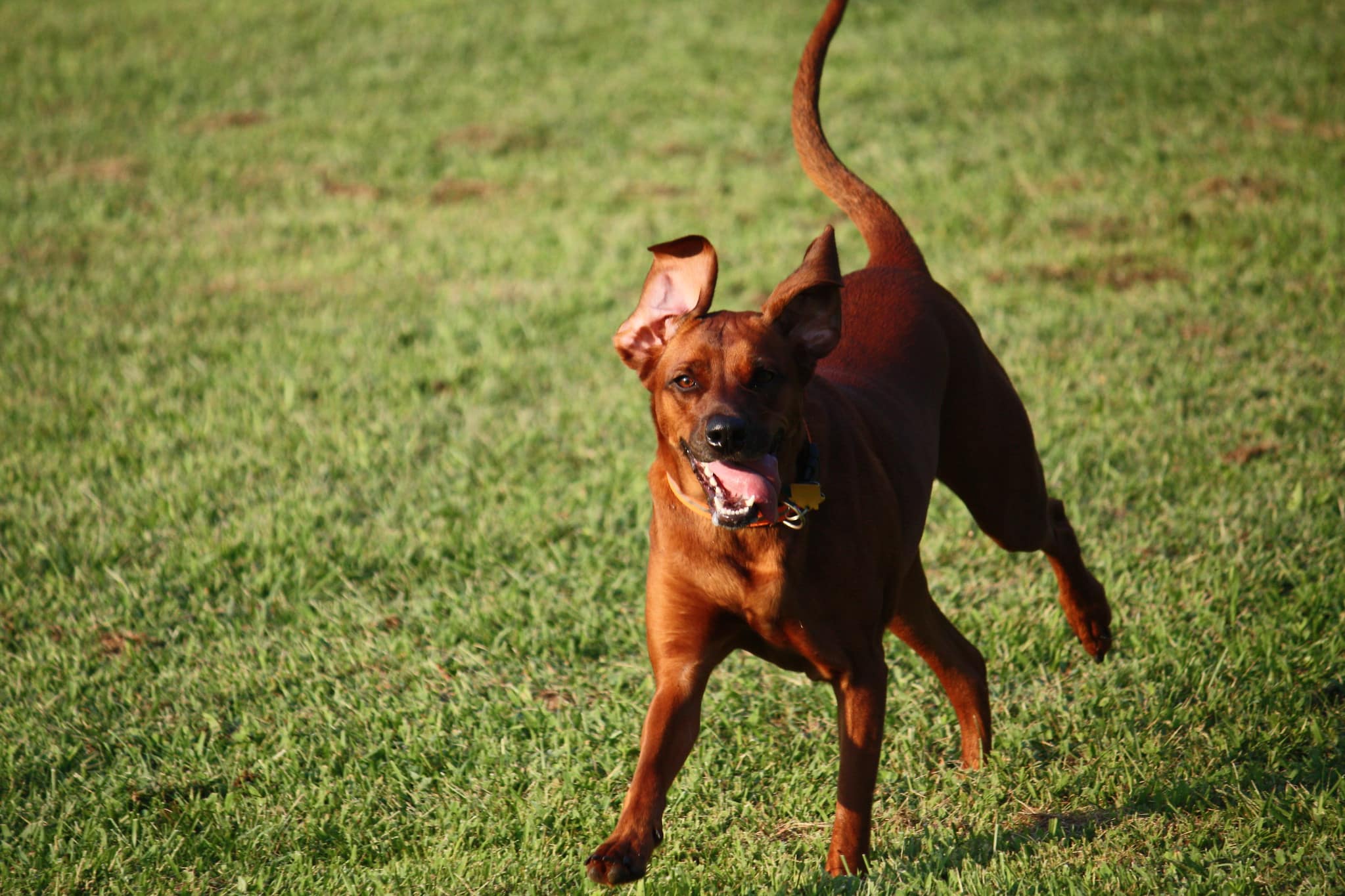 Redbone Coonhound