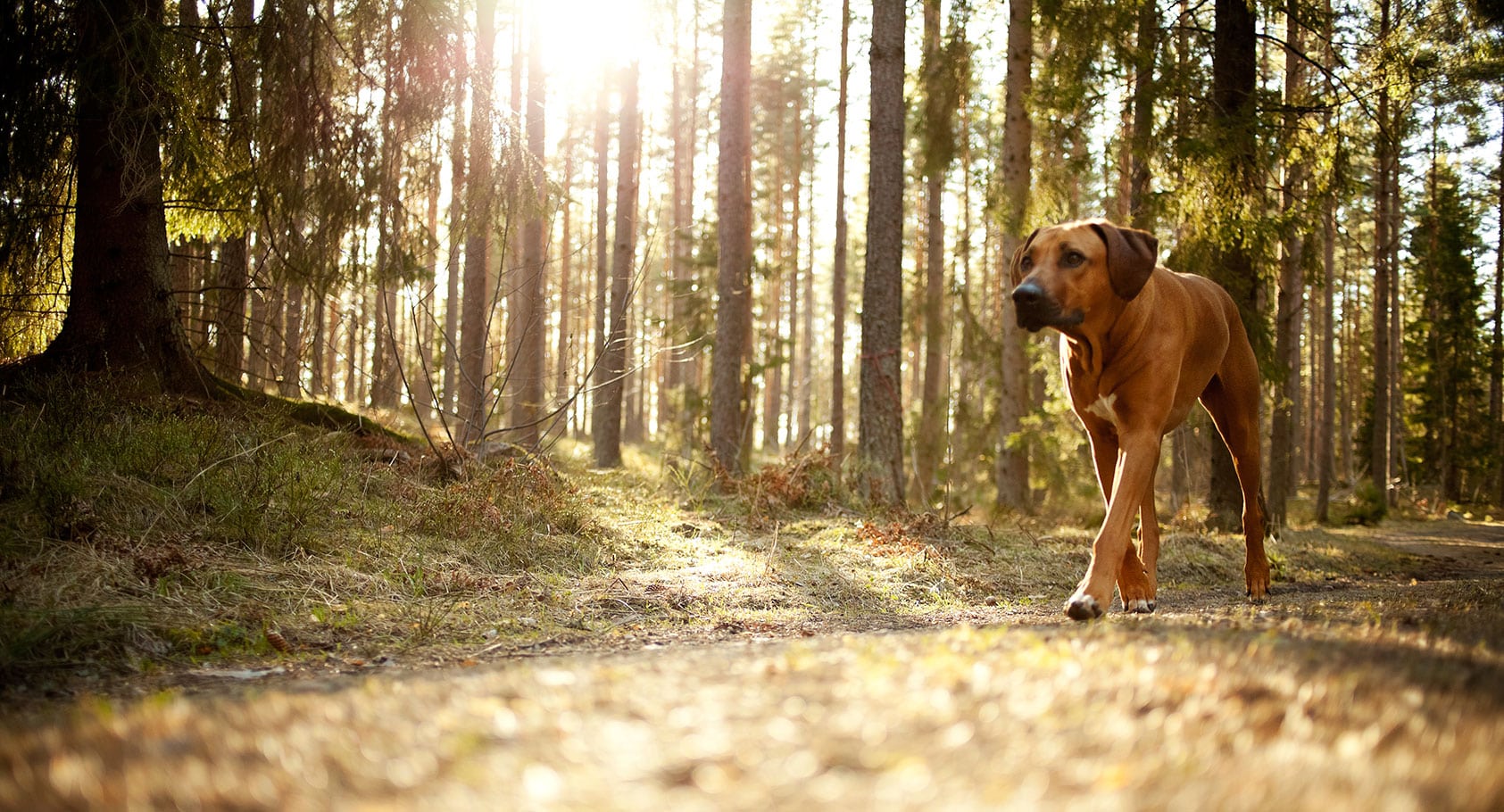 Rhodesian Ridgeback hondenras