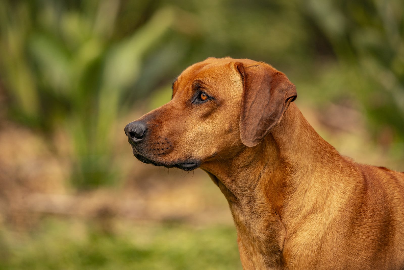 Rhodesian Ridgeback