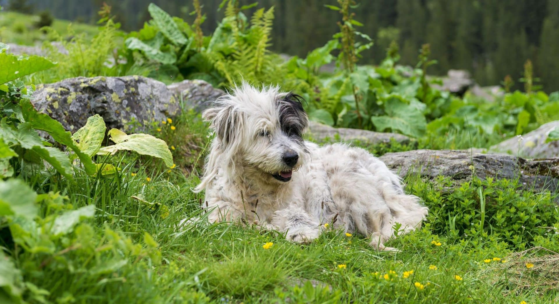 Roemeense Mioritic Herdershond ras