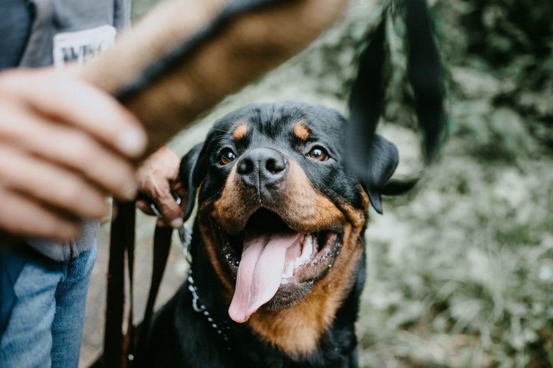 Rottweiler hondenras