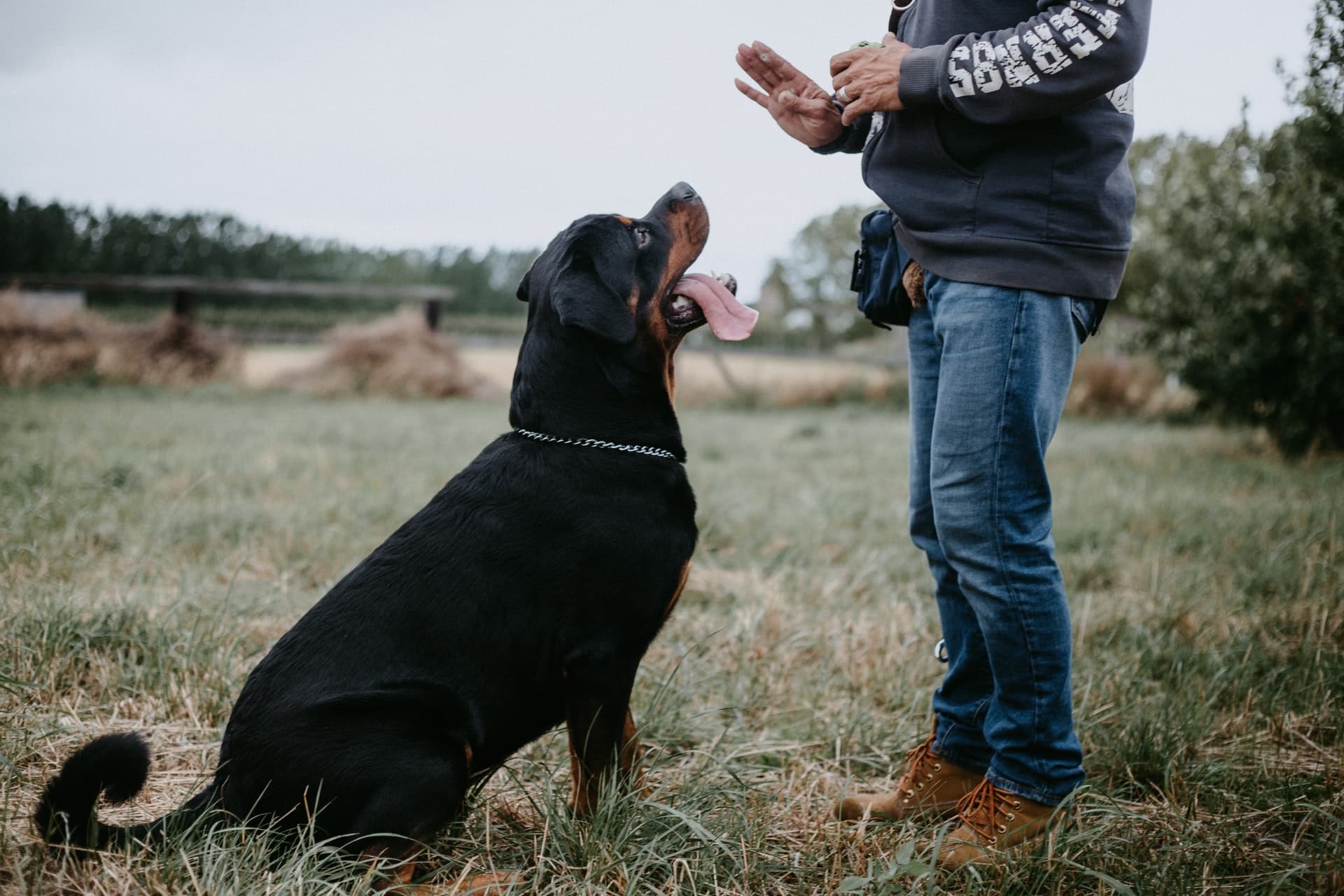 Rottweiler