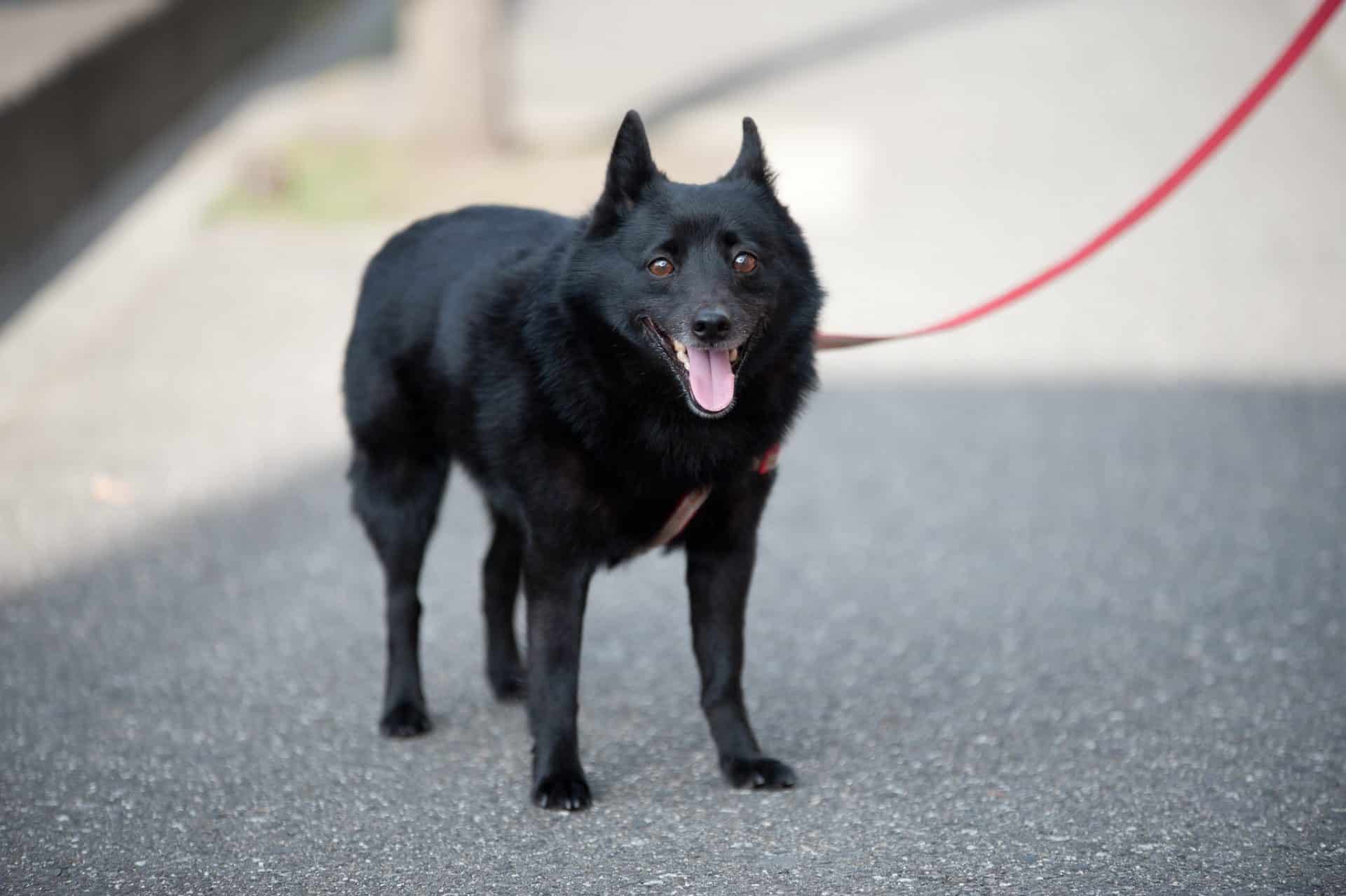 Schipperke