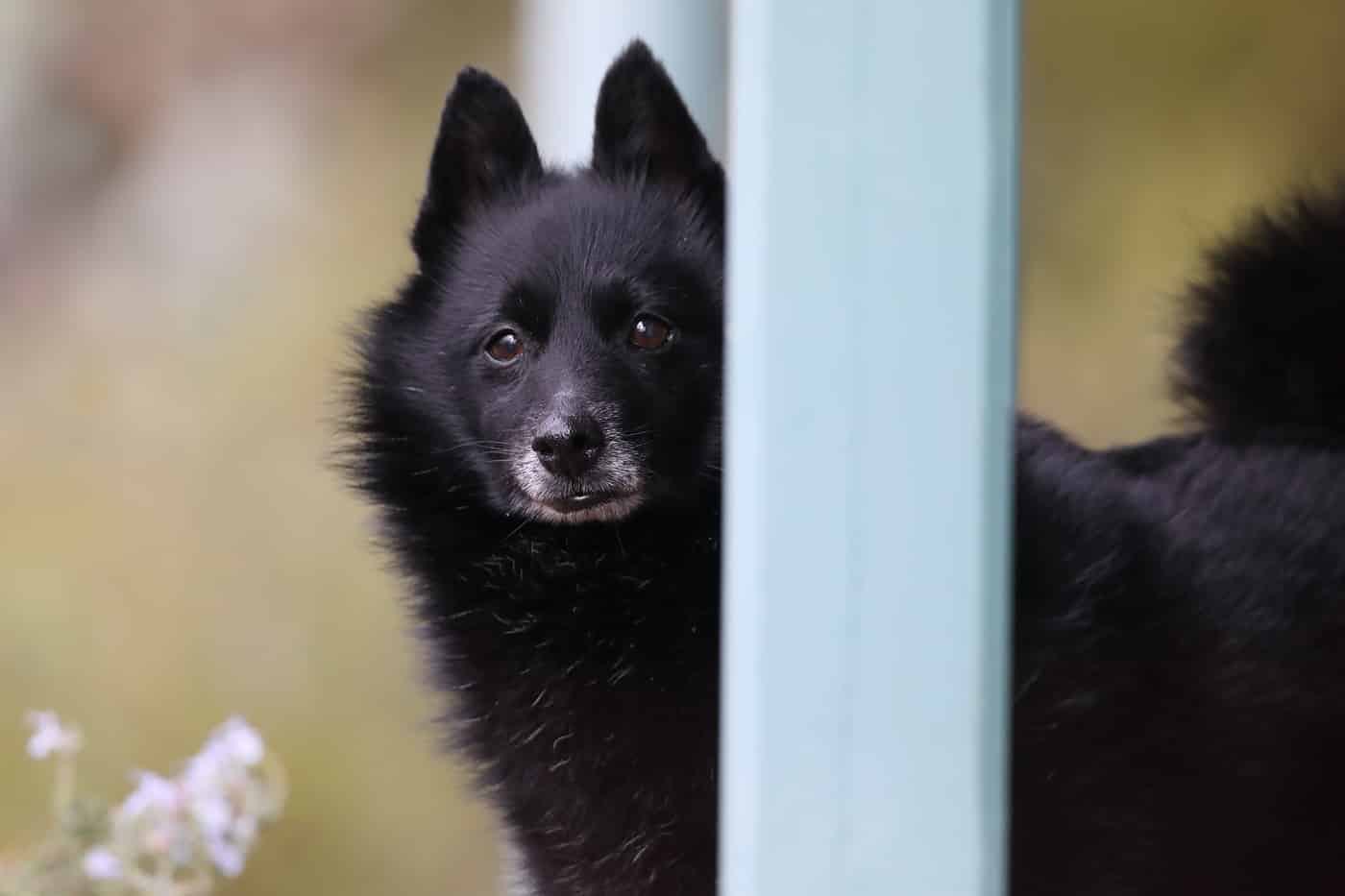 Schipperke hondenras