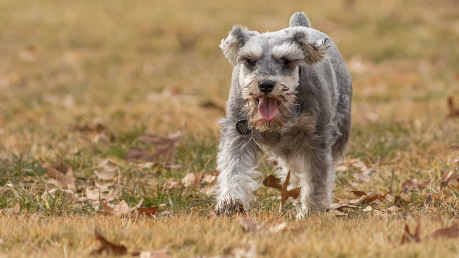 Schnauzer