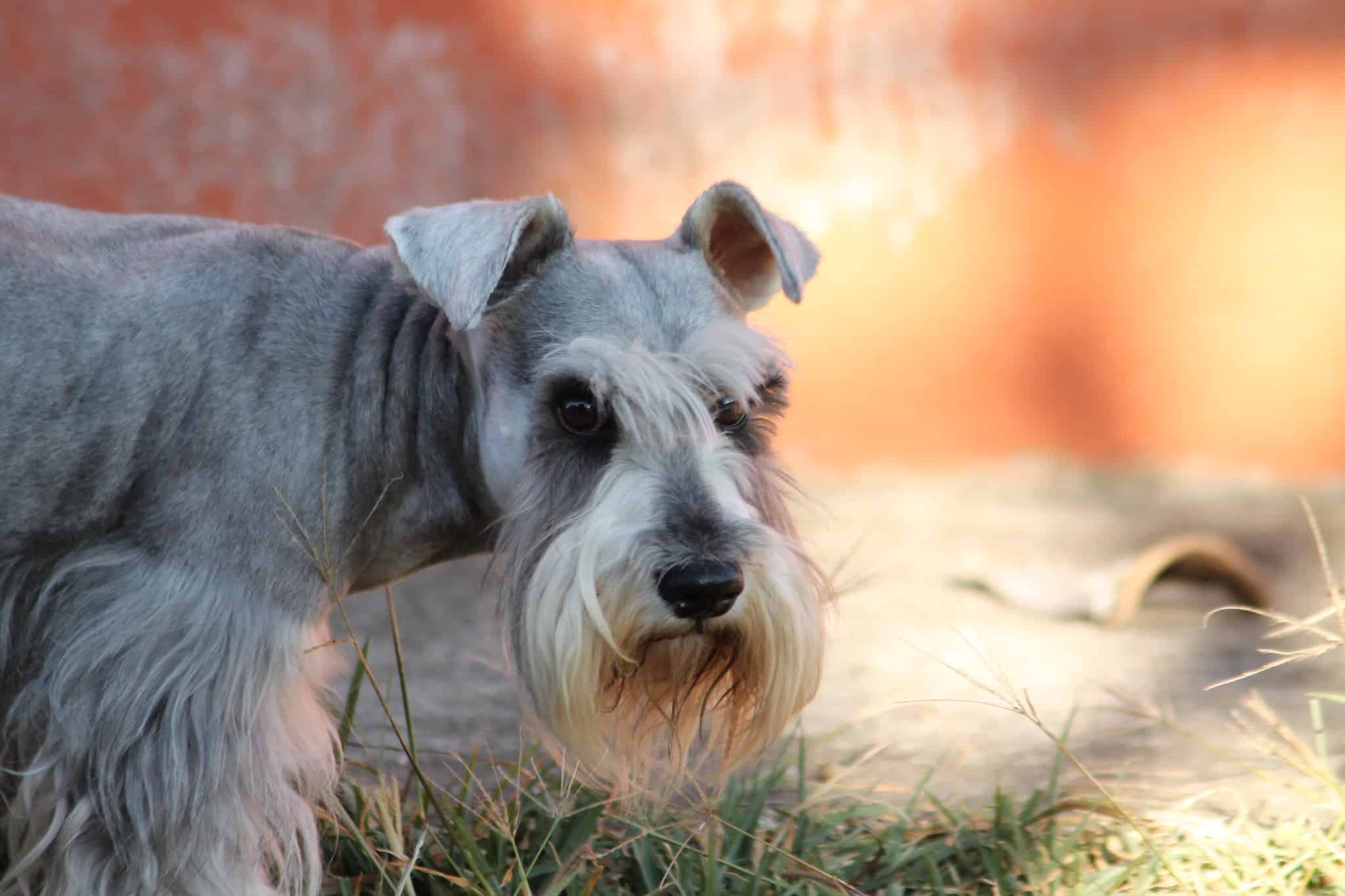 Schnauzer hondenras