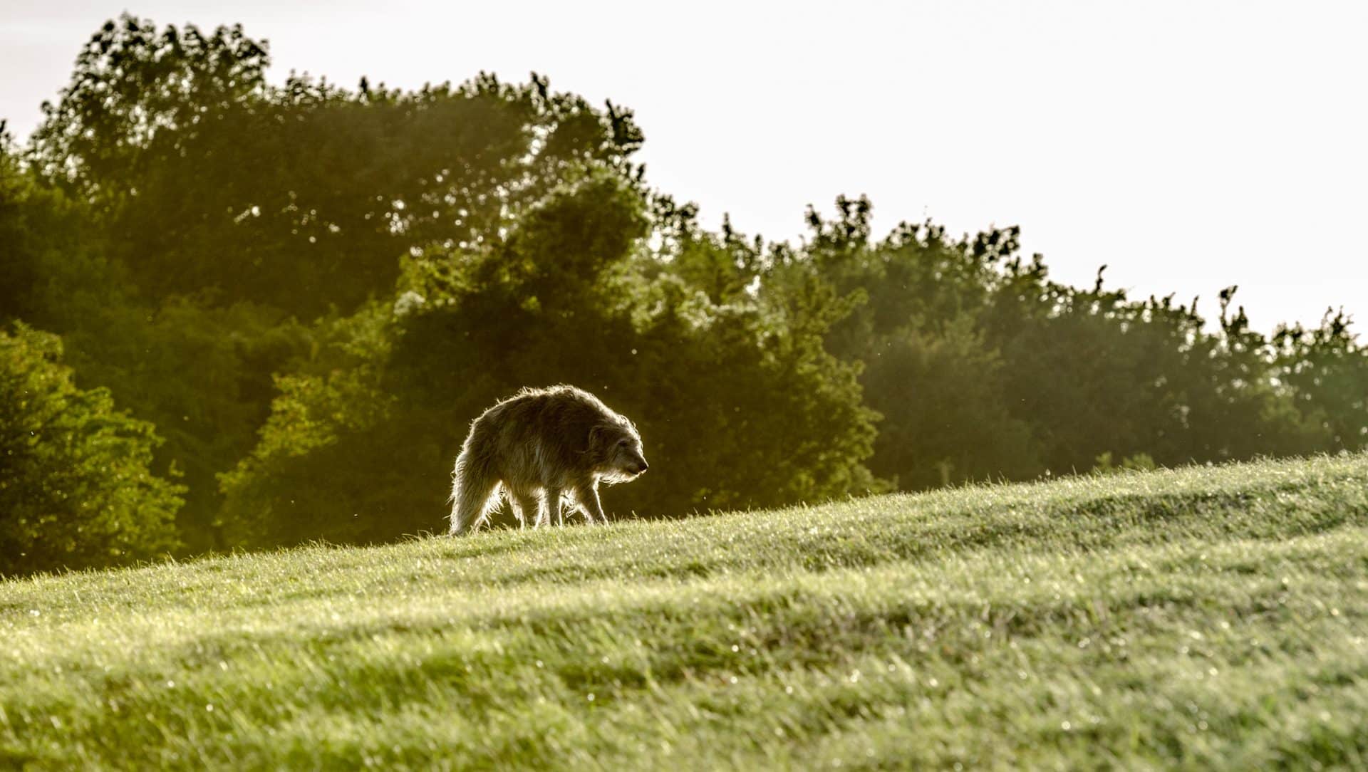Schotse Deerhound