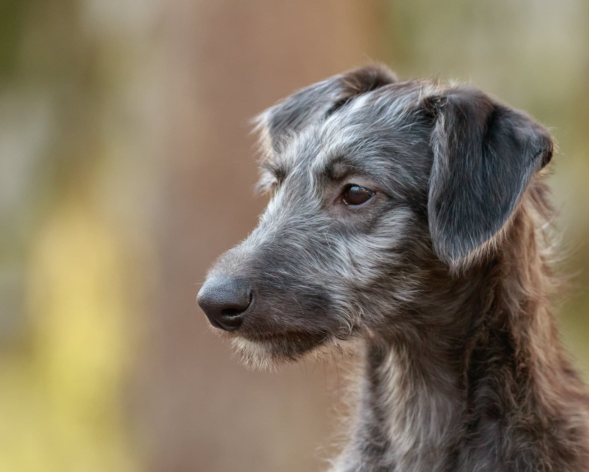 Schotse Deerhound hondenras