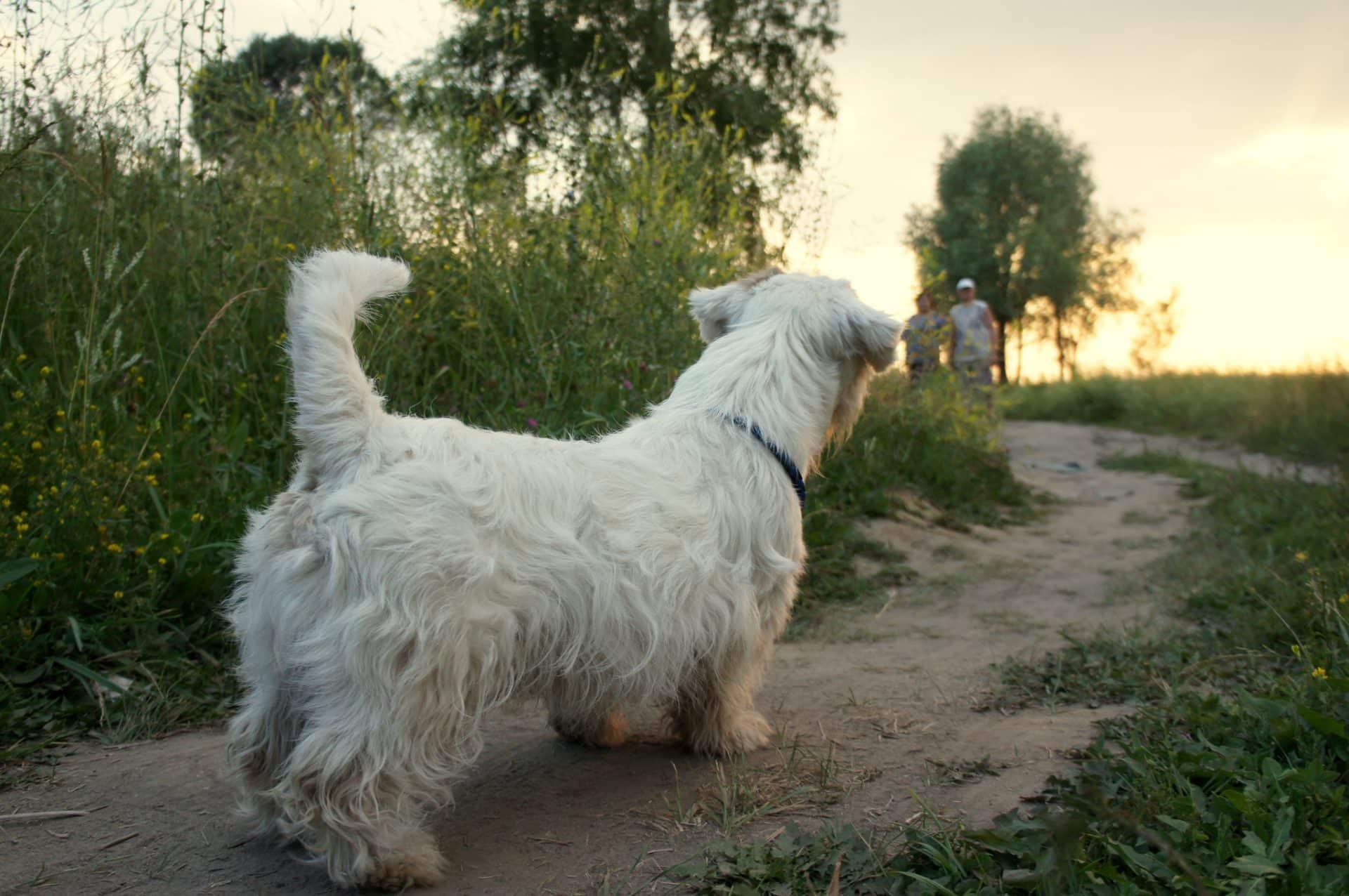 Sealyham Terrier hondenras