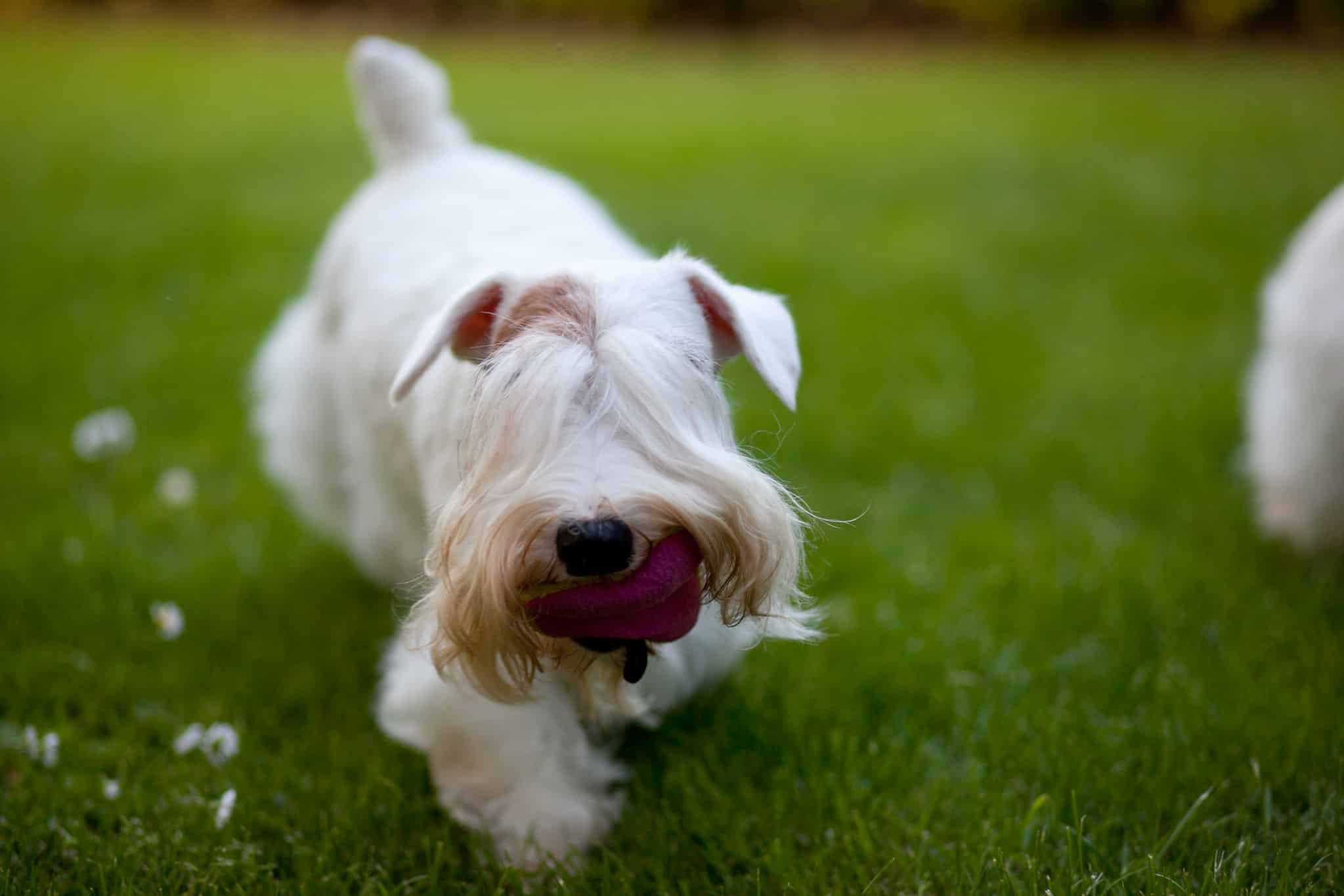 Sealyham Terrier