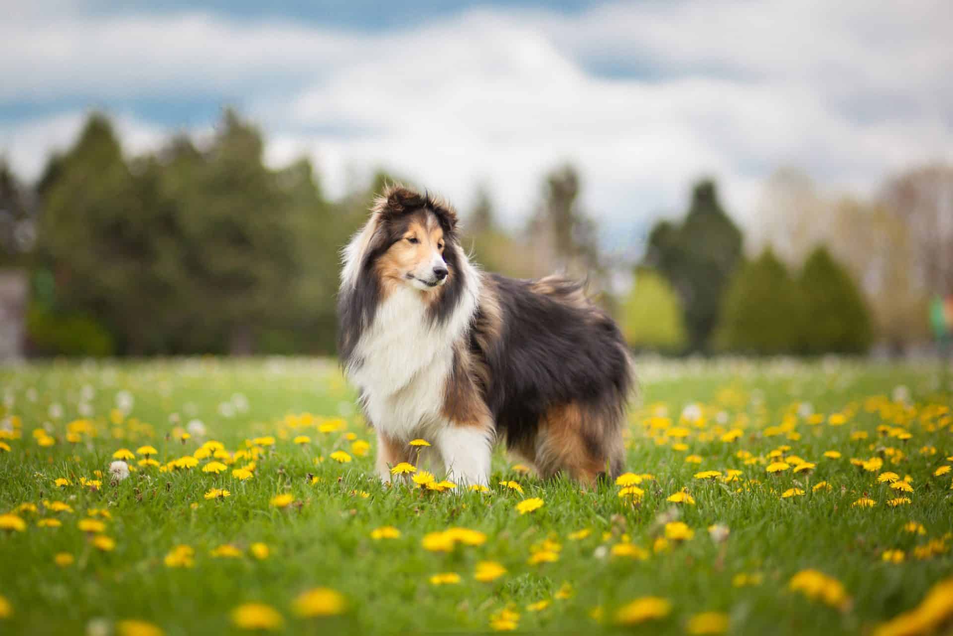 Shetland Sheepdog